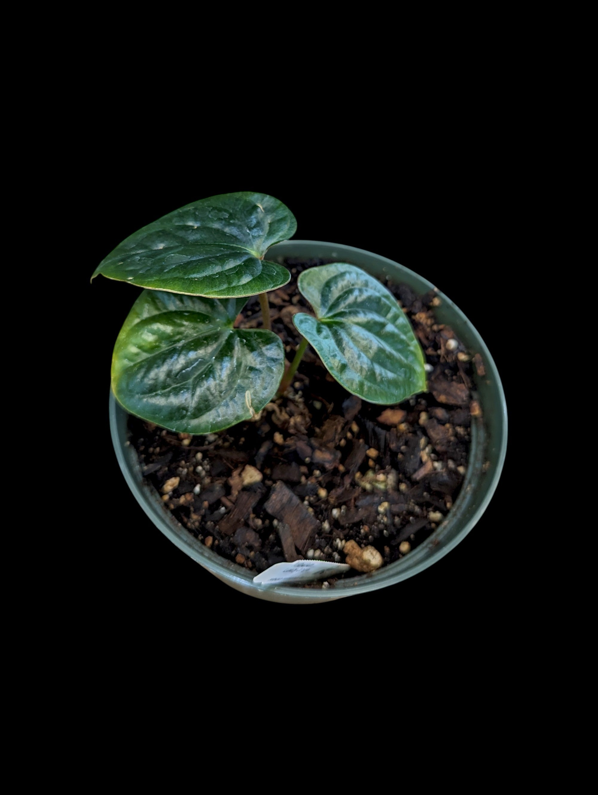 Anthurium Jungle de Luxe
