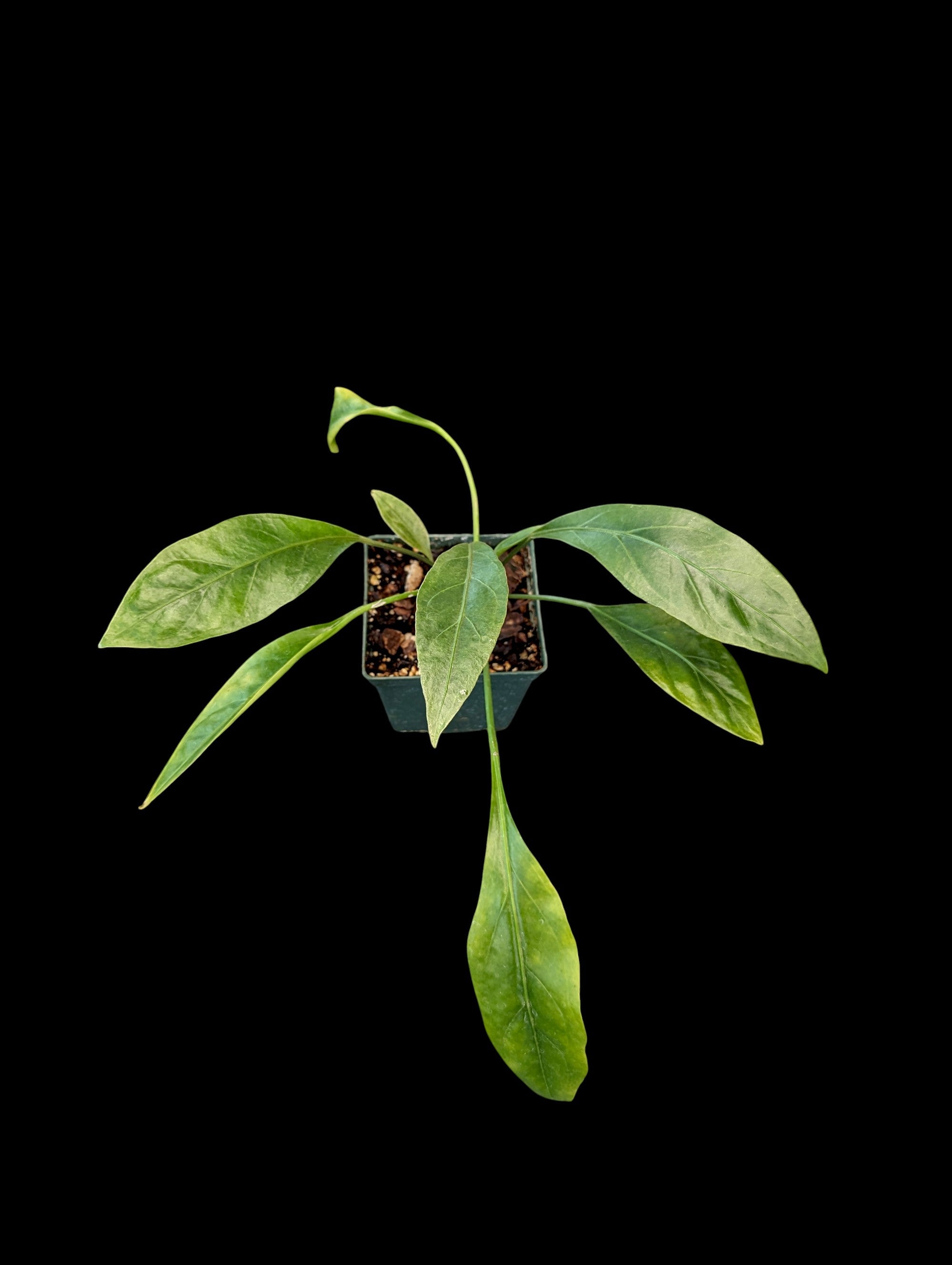 anthurium jungle fan Anthurium Jungle King