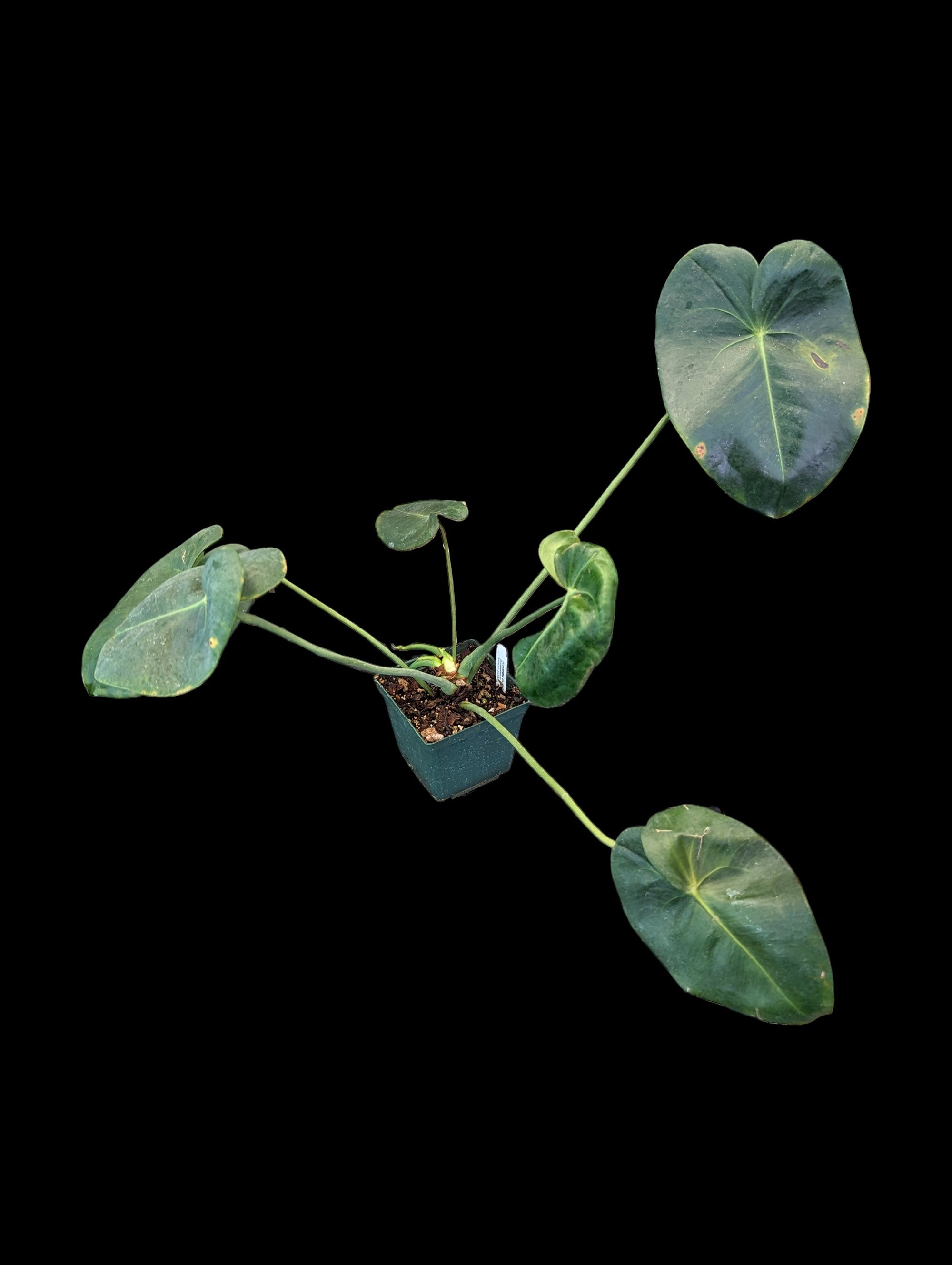 anthurium corallinum Anthurium corallinum