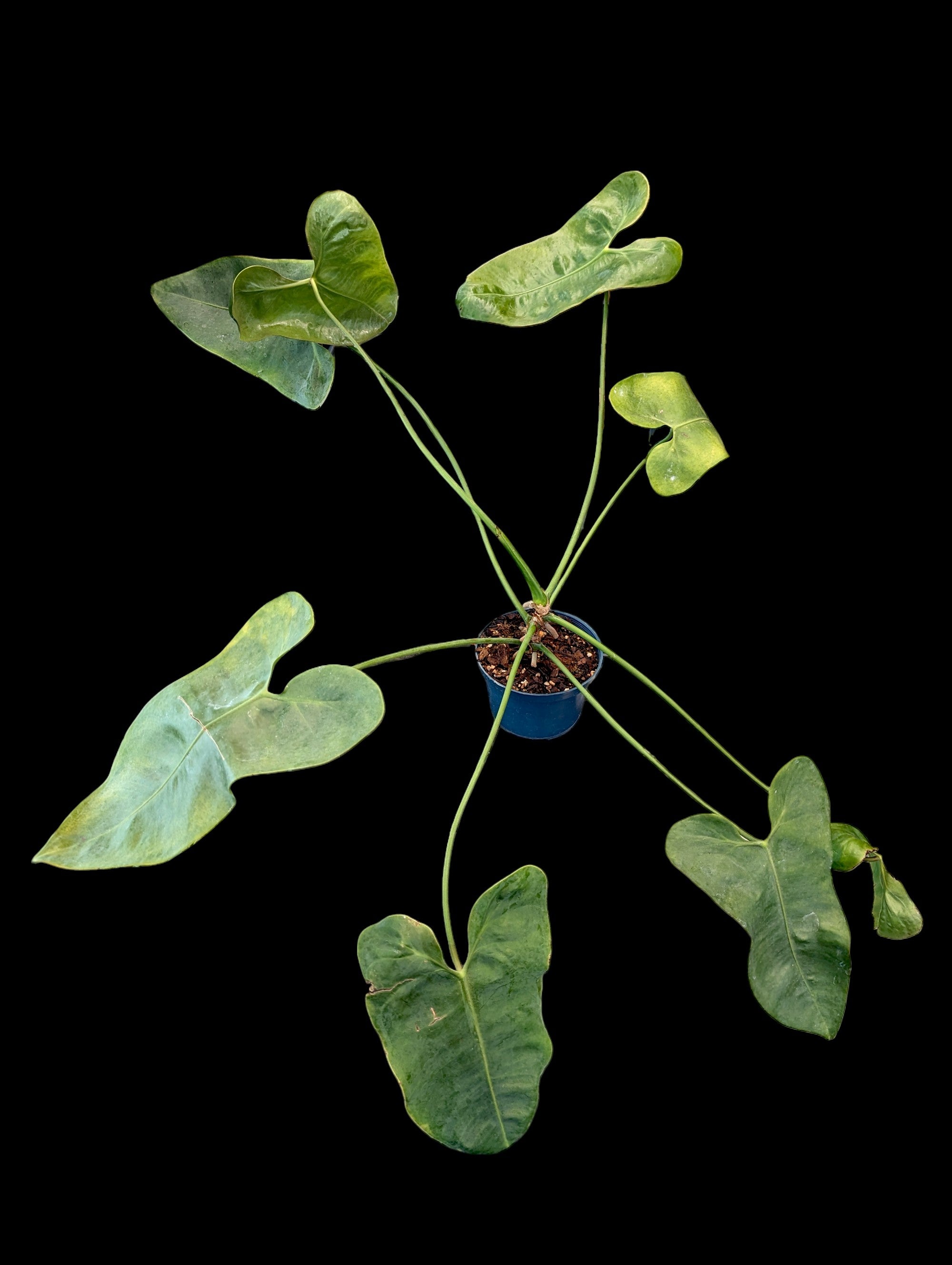 Anthurium longissimililobum 'Guayzimi'