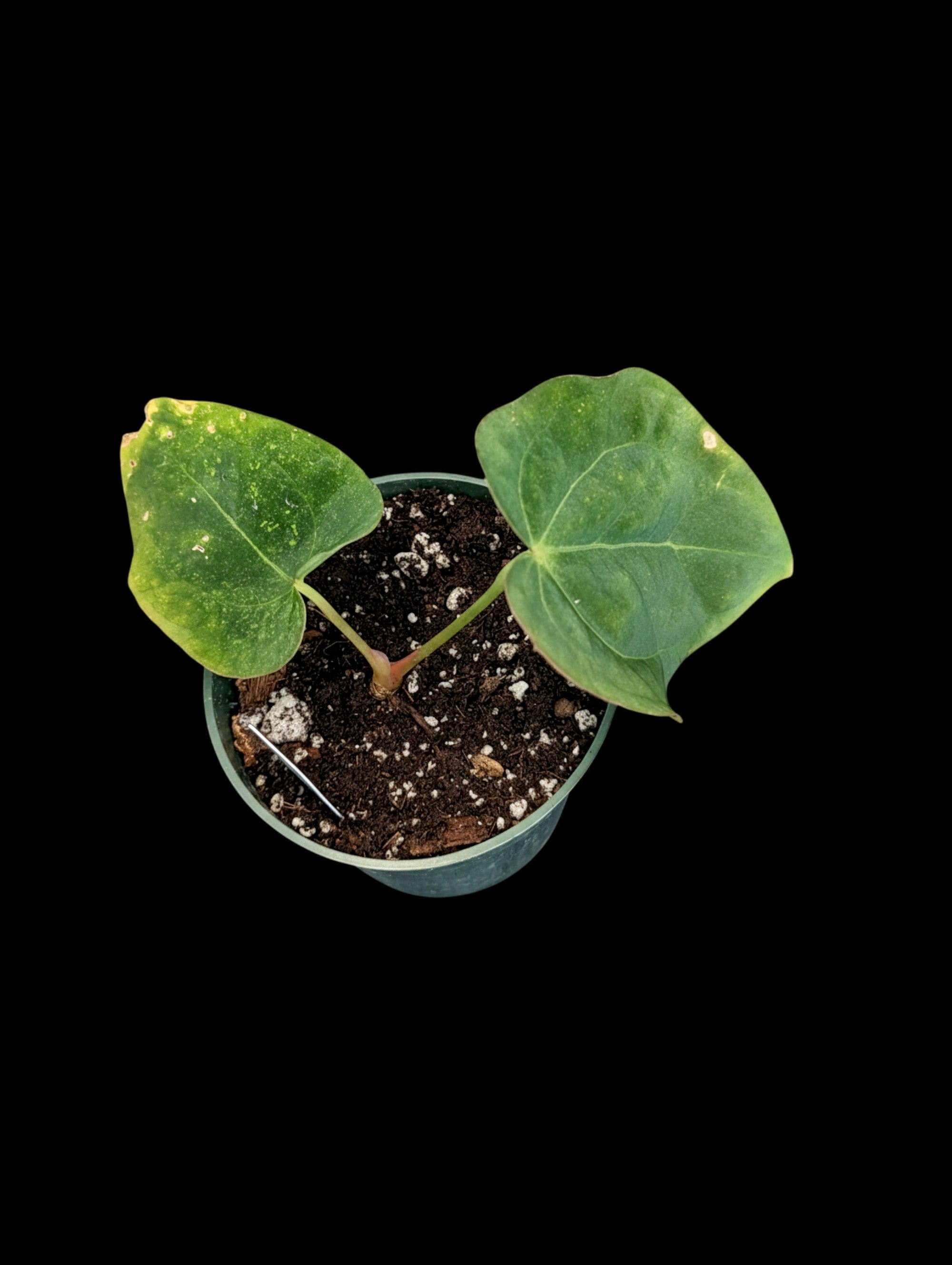 Anthurium Crystal Dress