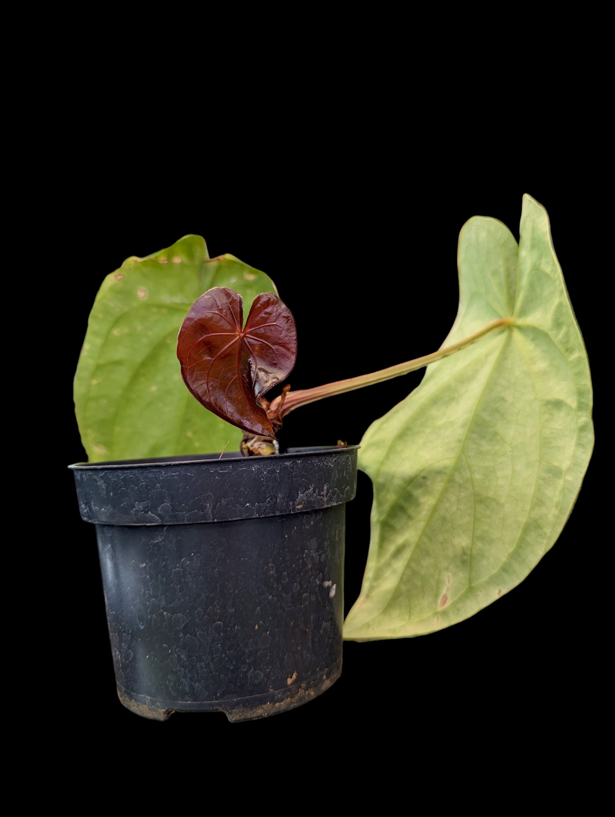 Anthurium Magnifique Robe