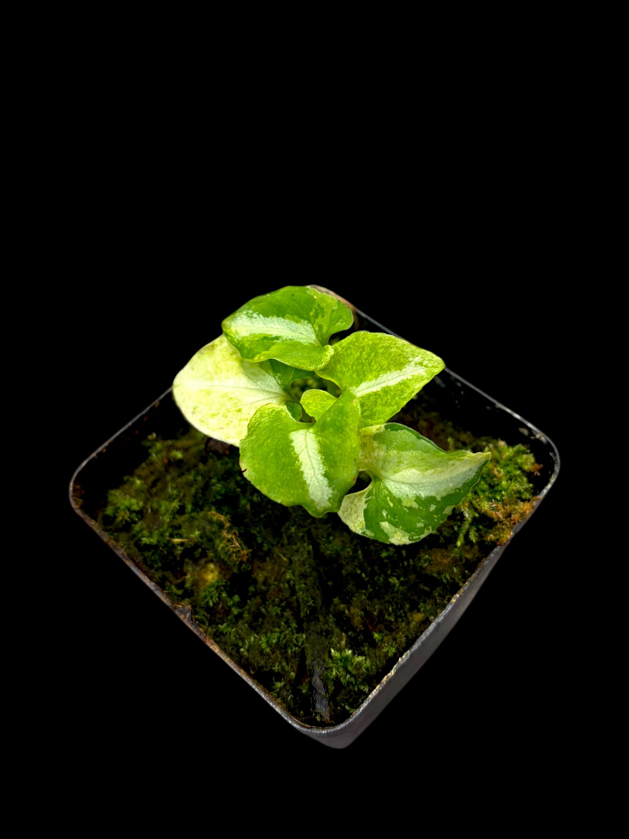 Syngonium Scrambled Egg