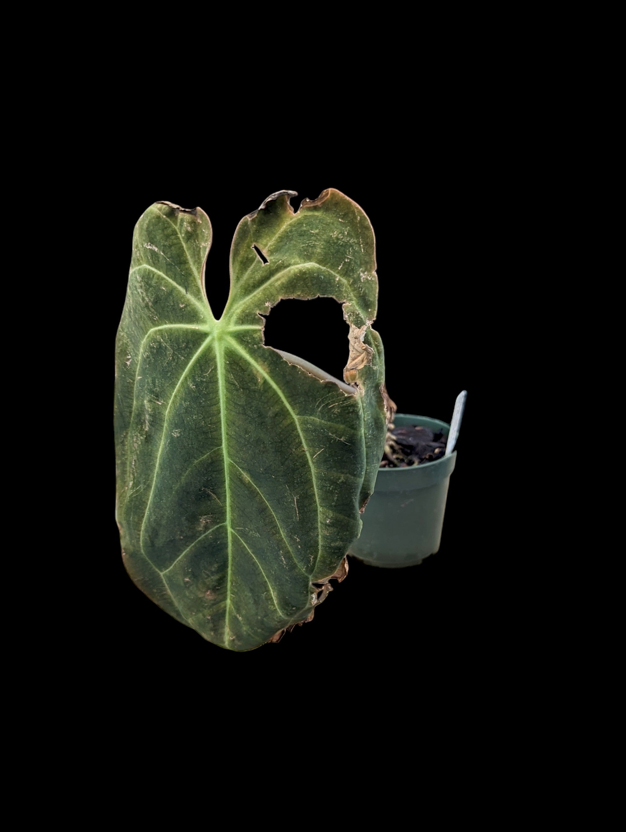 Anthurium papillilaminum x crystallinum