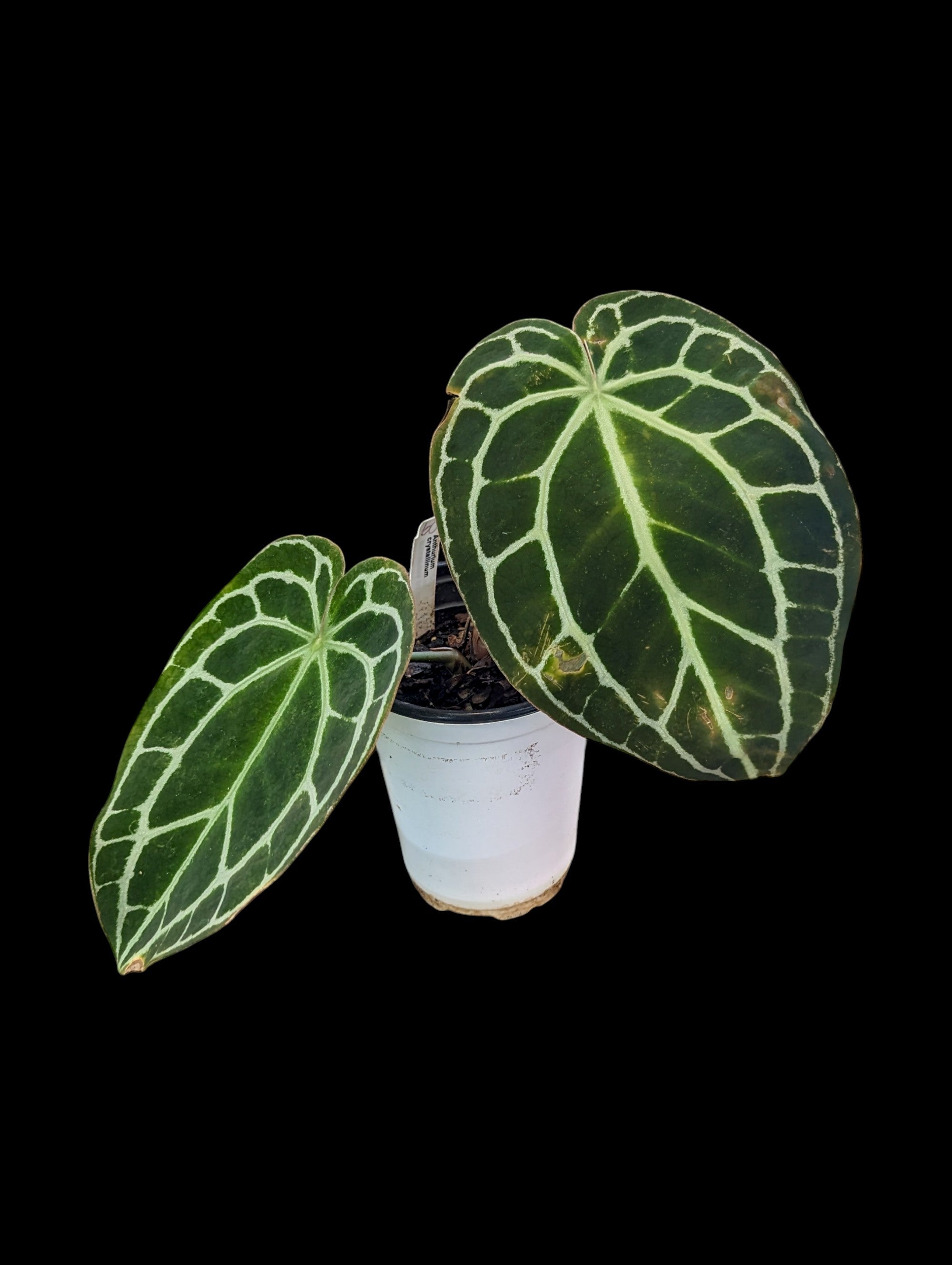 Anthurium cristallinum