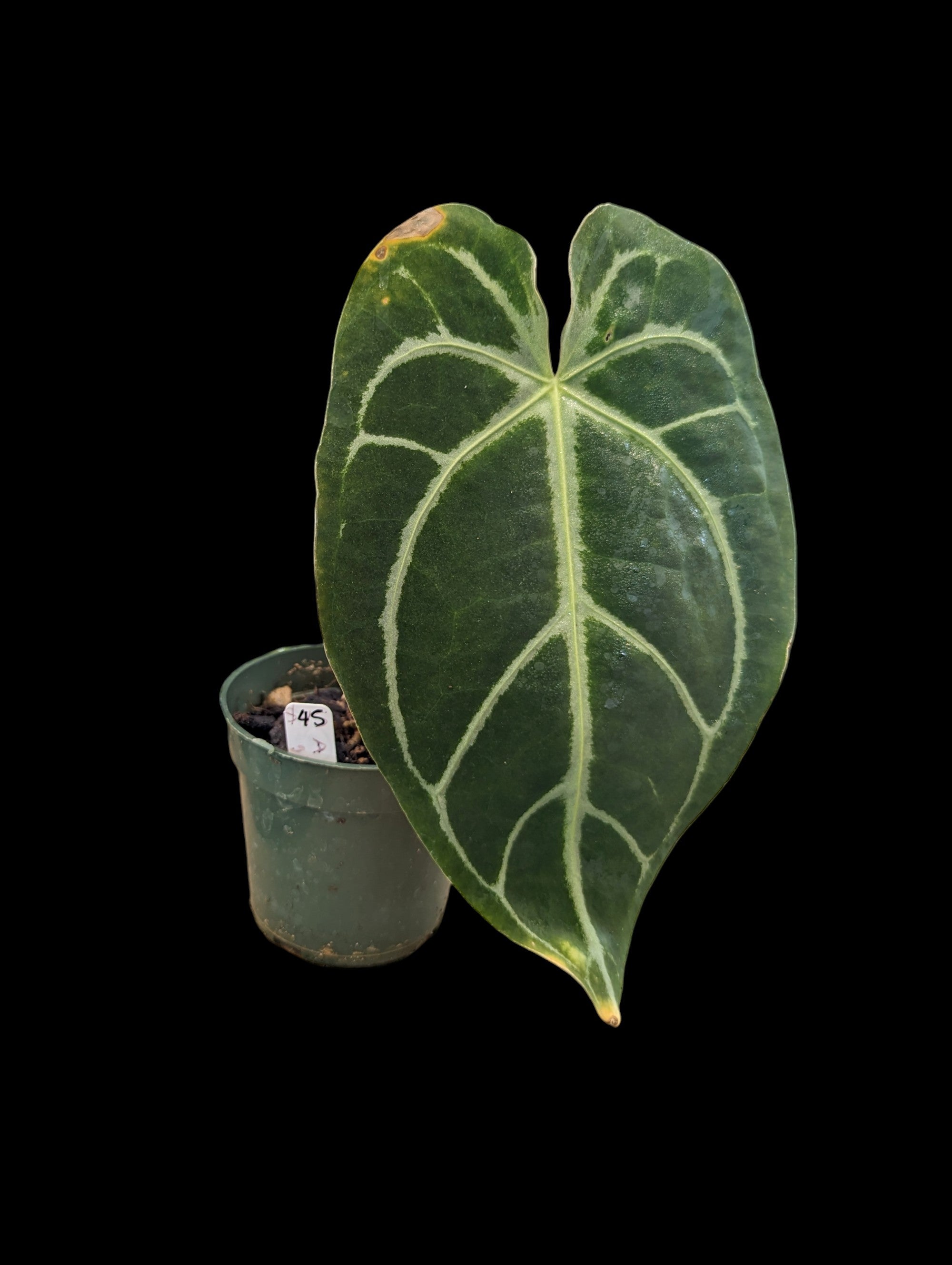 Anthurium Magnificent Girl