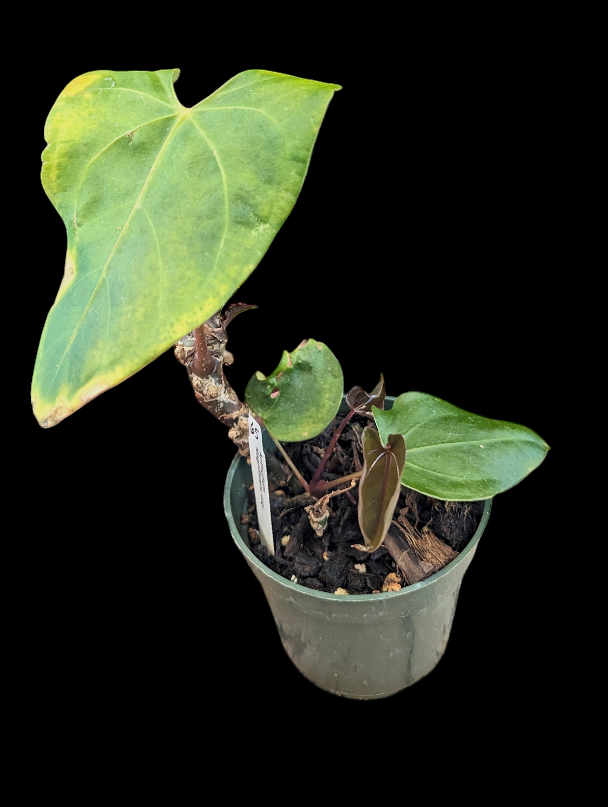 Anthurium Magnificent Gigi