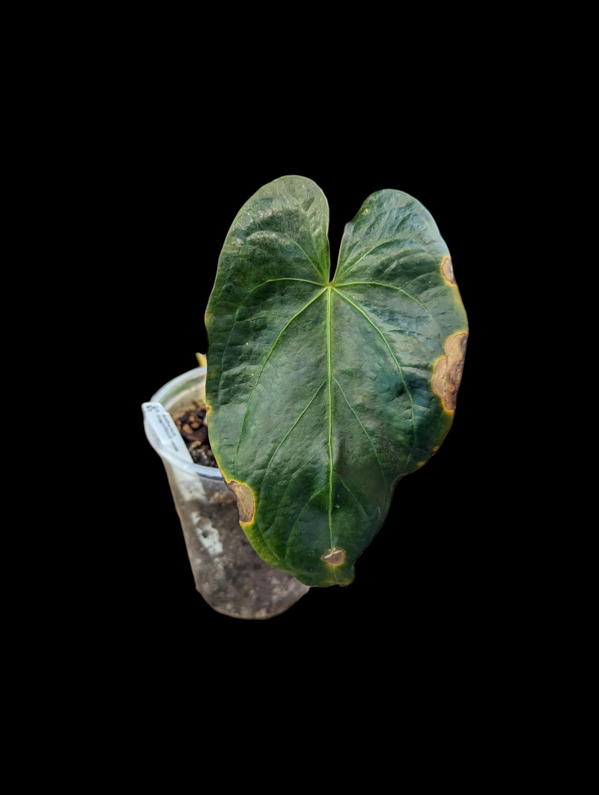 Anthurium magnificum vert