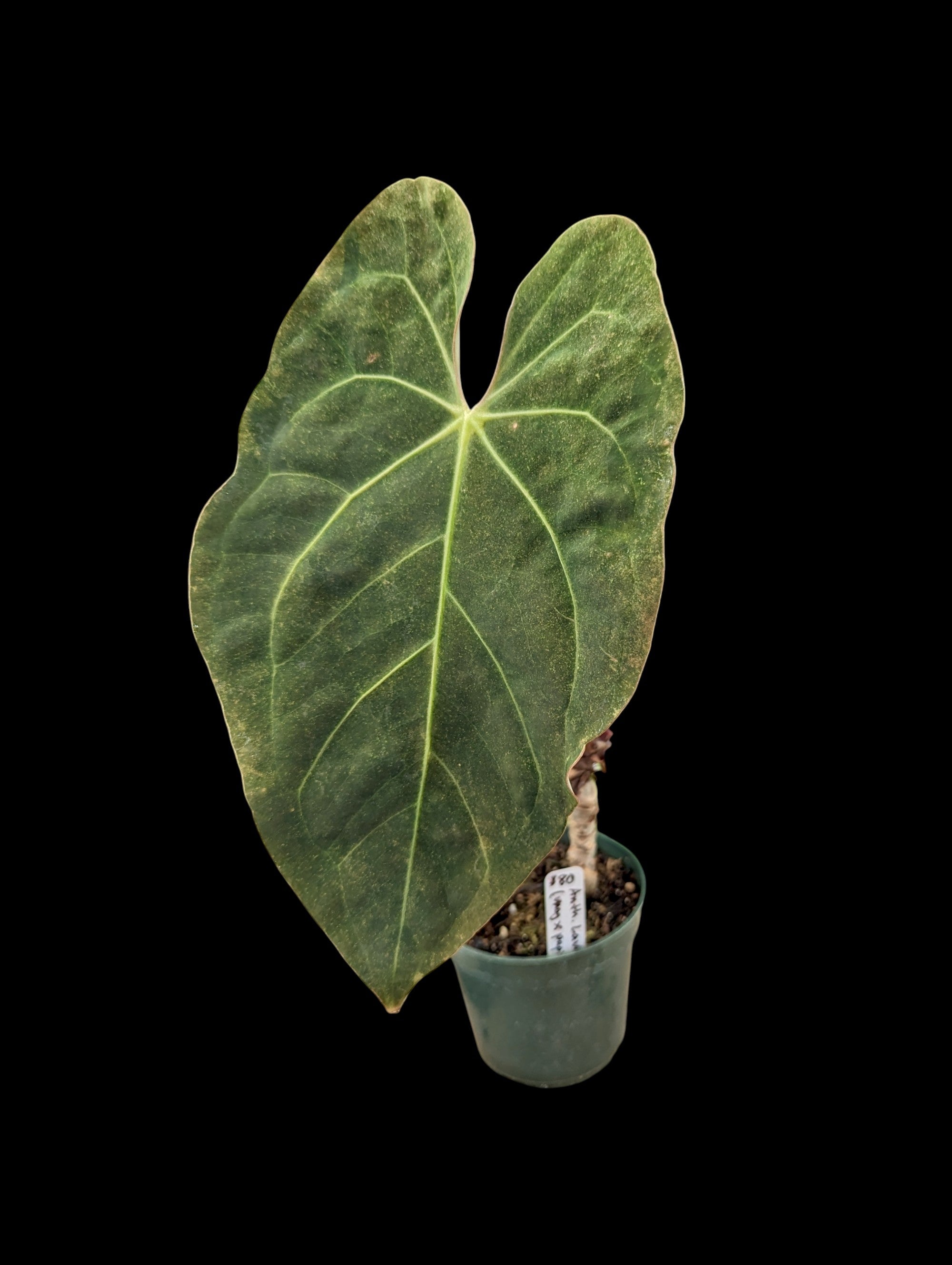 Anthurium Lavinia x (magnificum x papillilaminum)