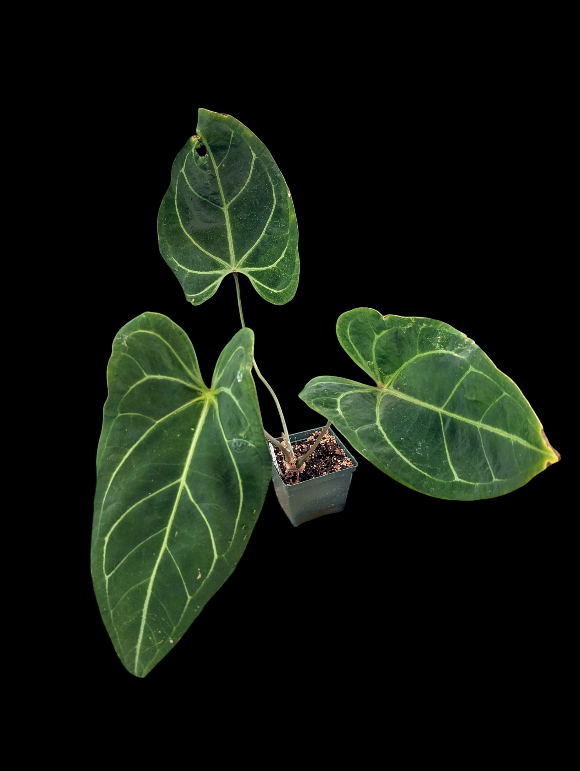 Anthurium magnifique argenté 'Jelly' 'Inverse Crossing'