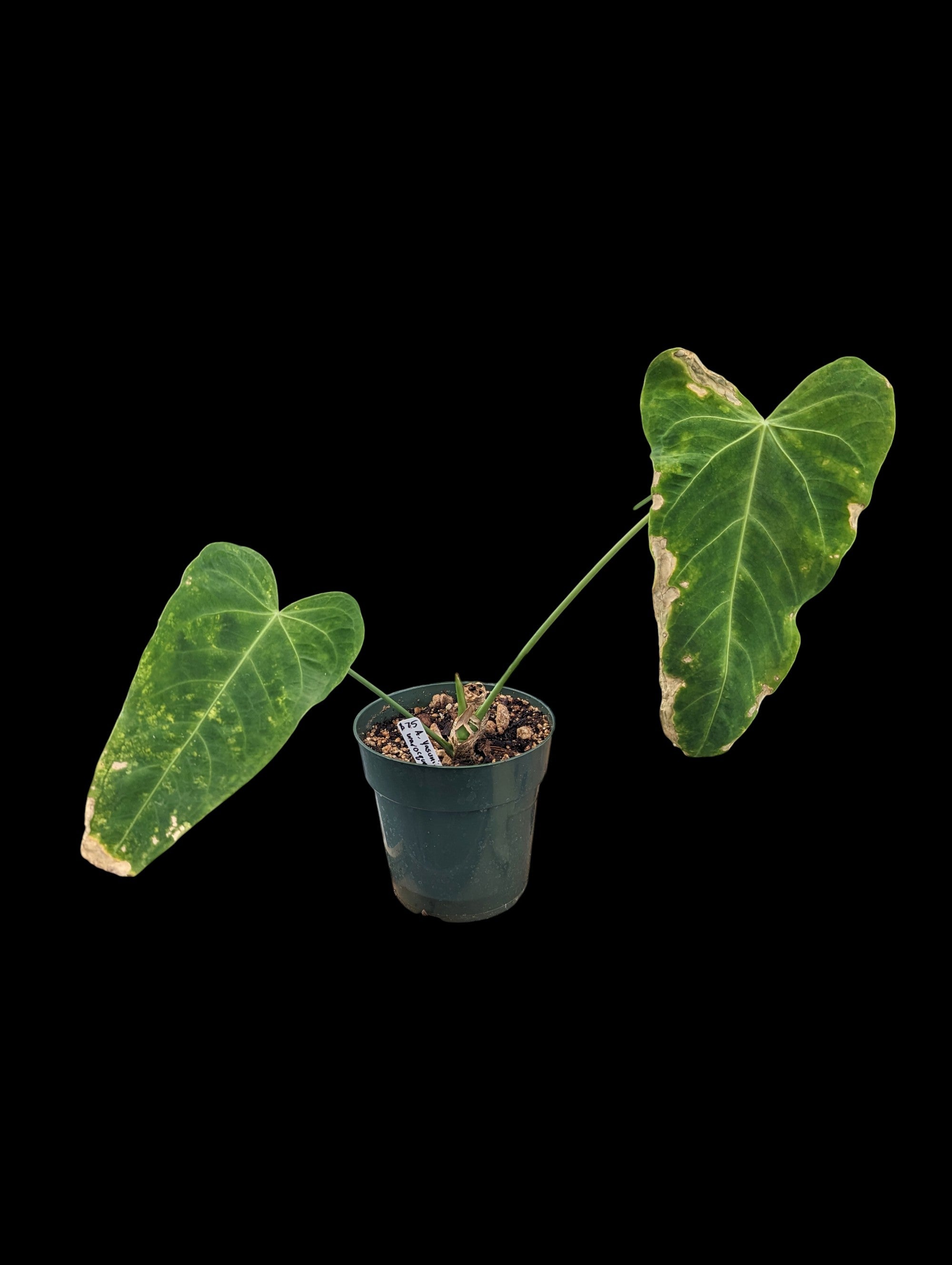 Anthurium Yasuni Heart x A. warocqueanum 'Fantasy'