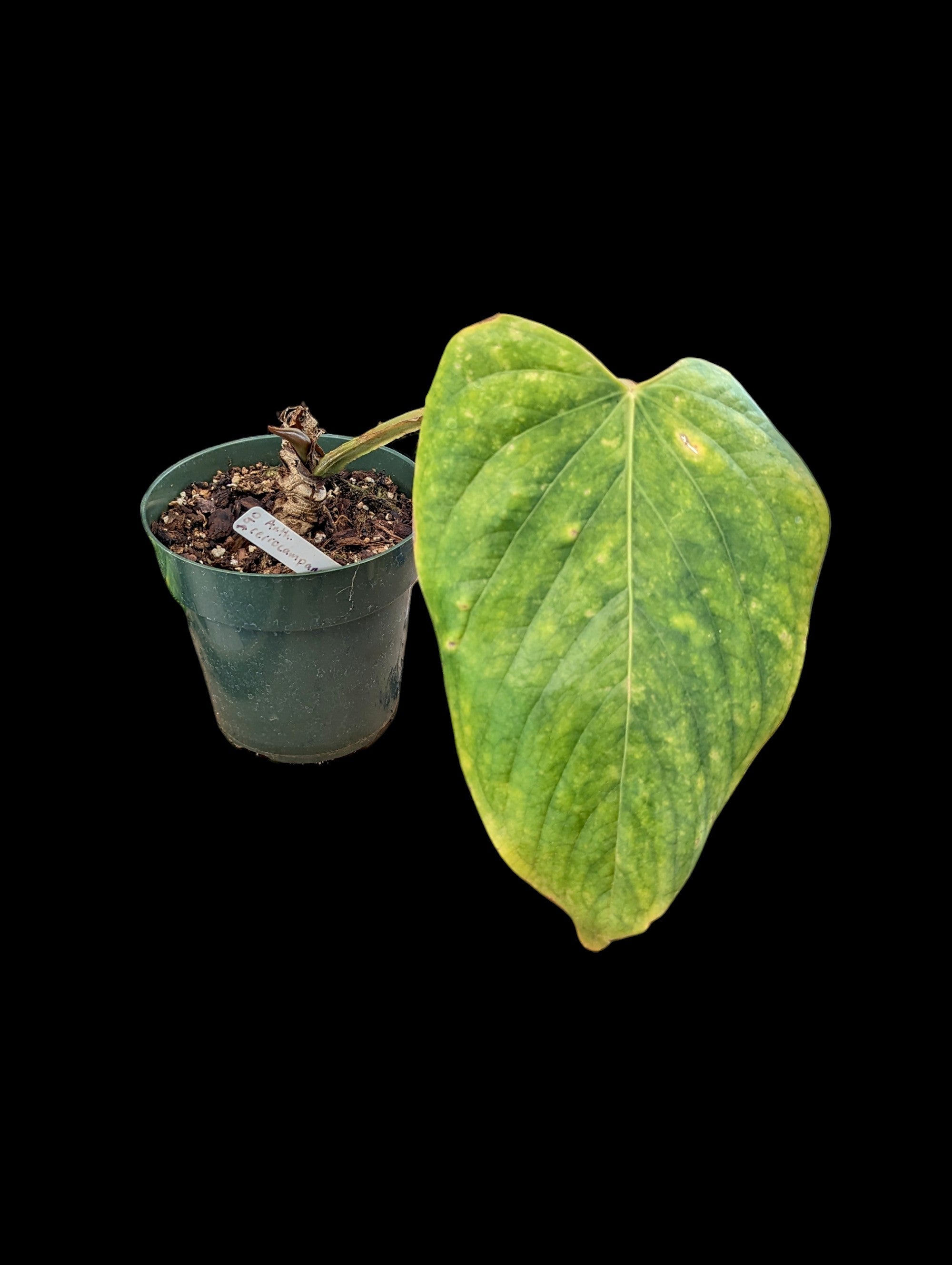 anthurium cerrocampanense Anthurium cerrocampanense