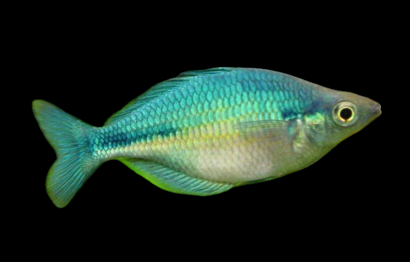 Turquoise Rainbow (Melanotaenia lacustris)