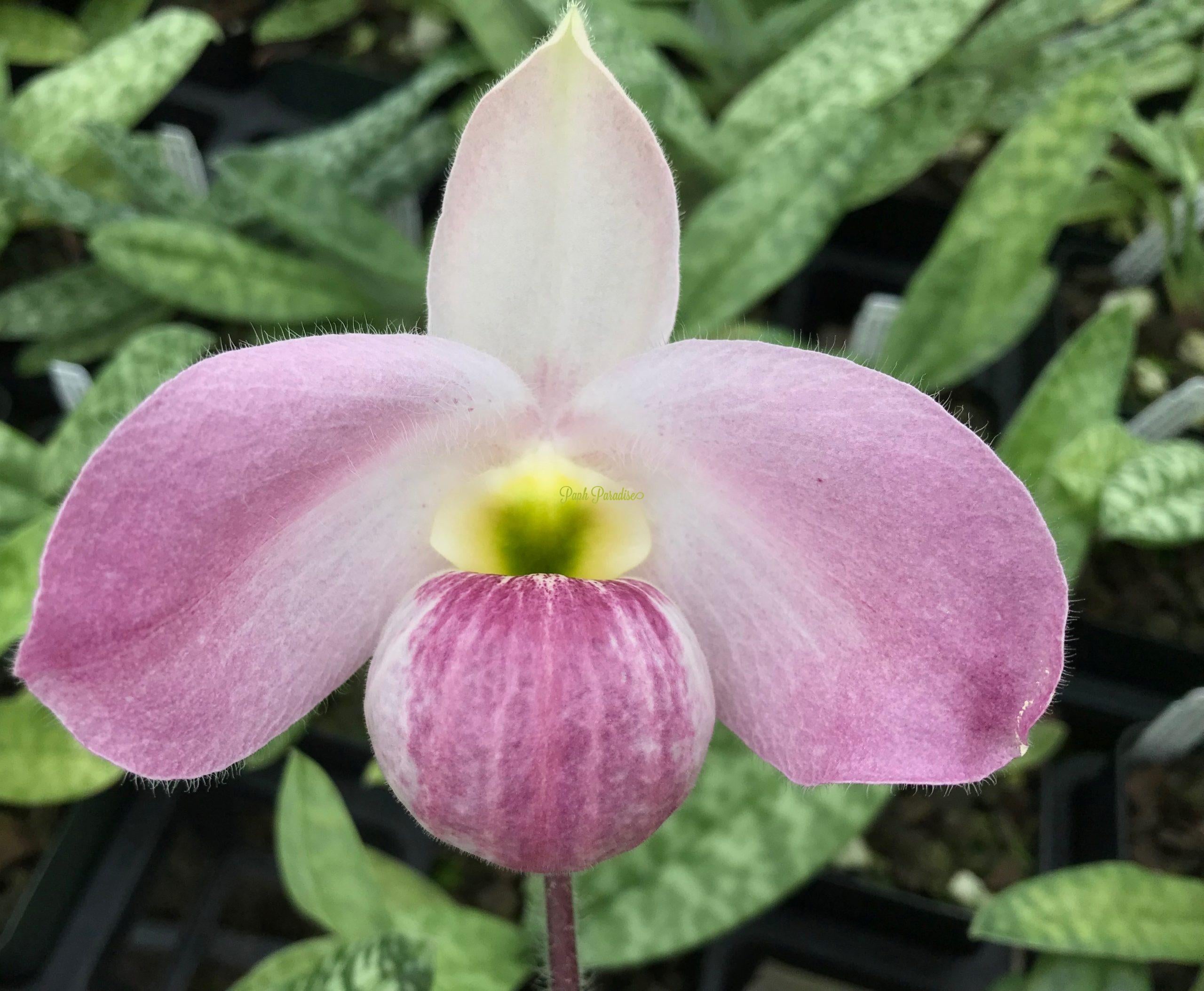 Paphiopedilum vietnamien