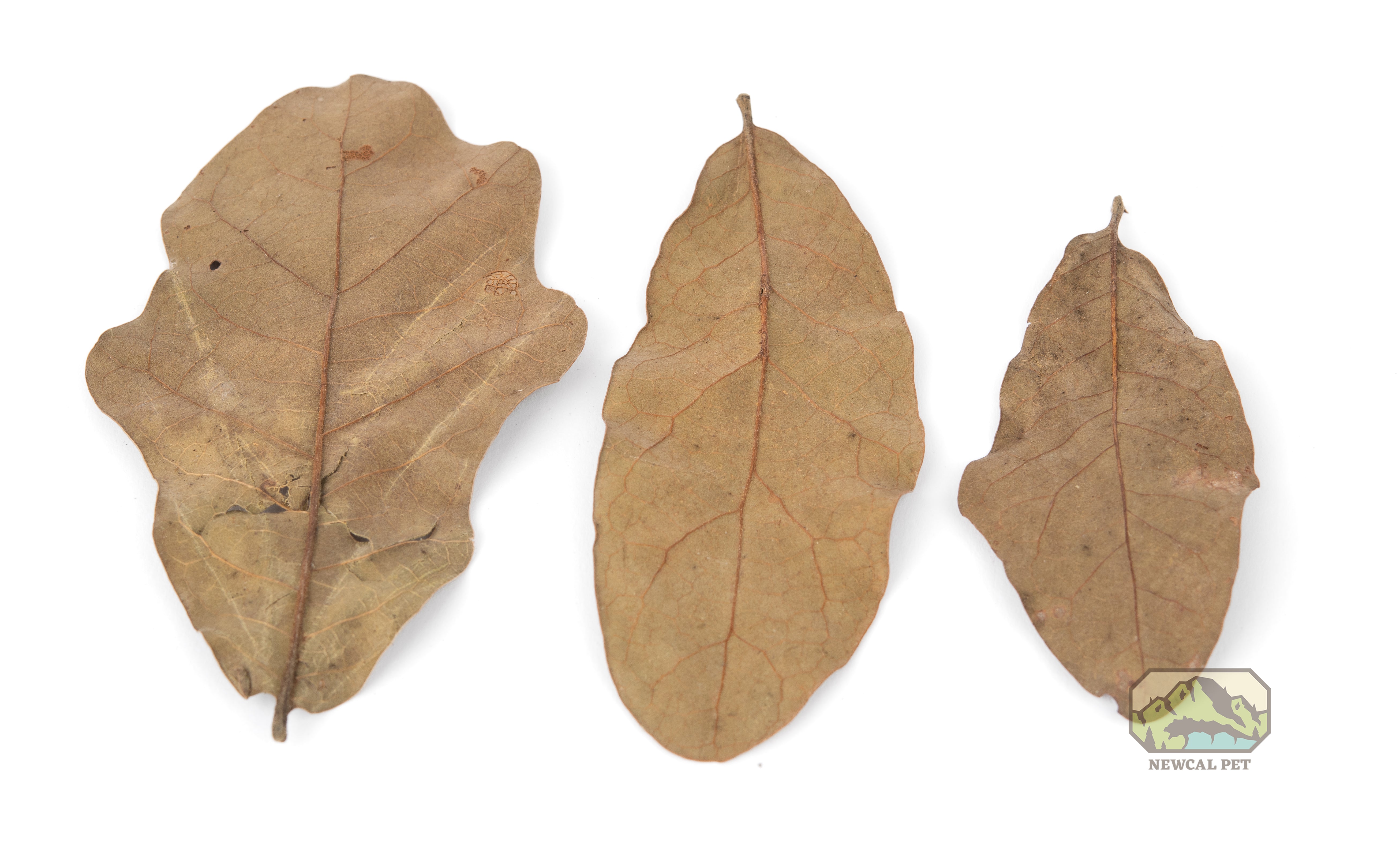 NewCal Water Oak Leaves