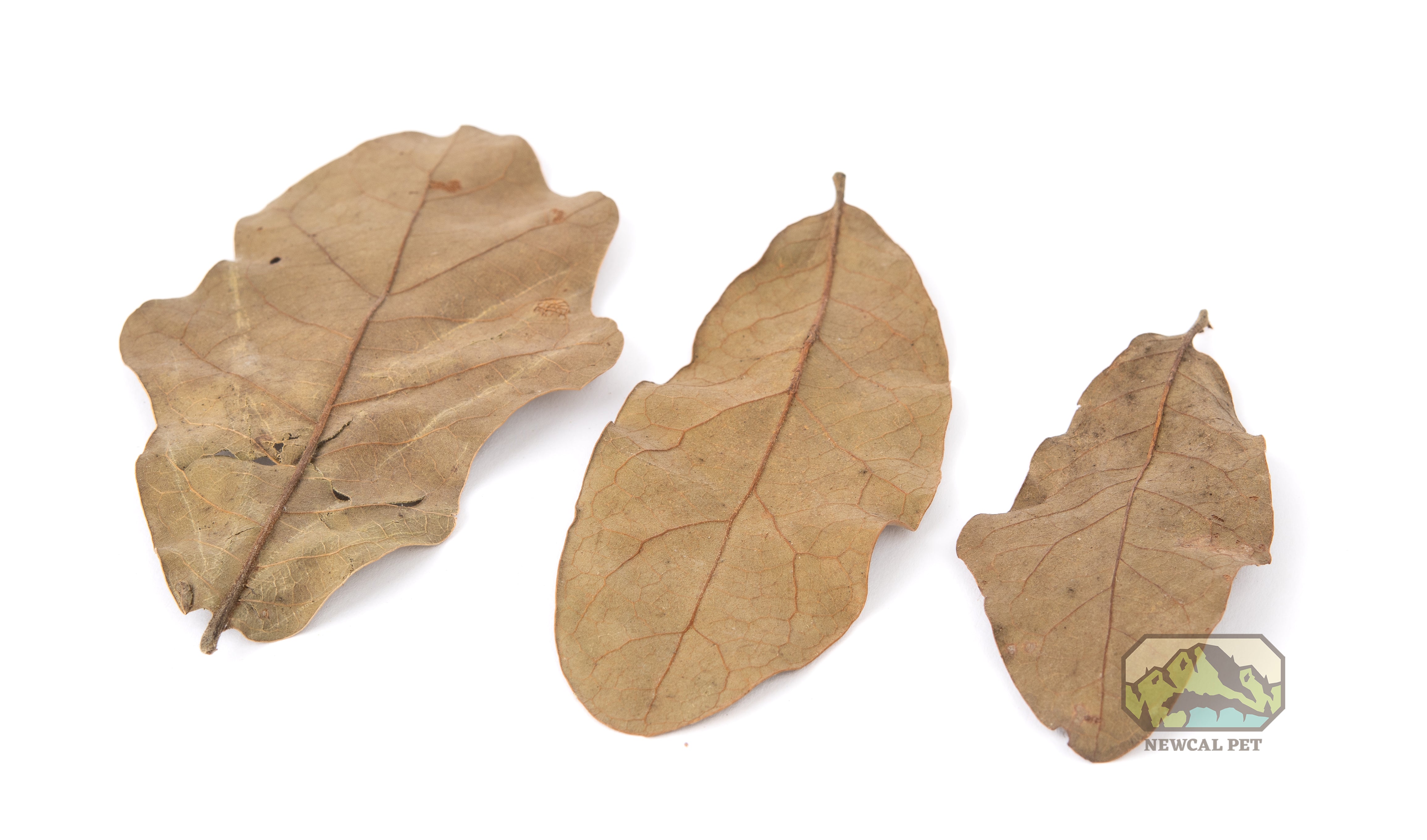 NewCal Water Oak Leaves