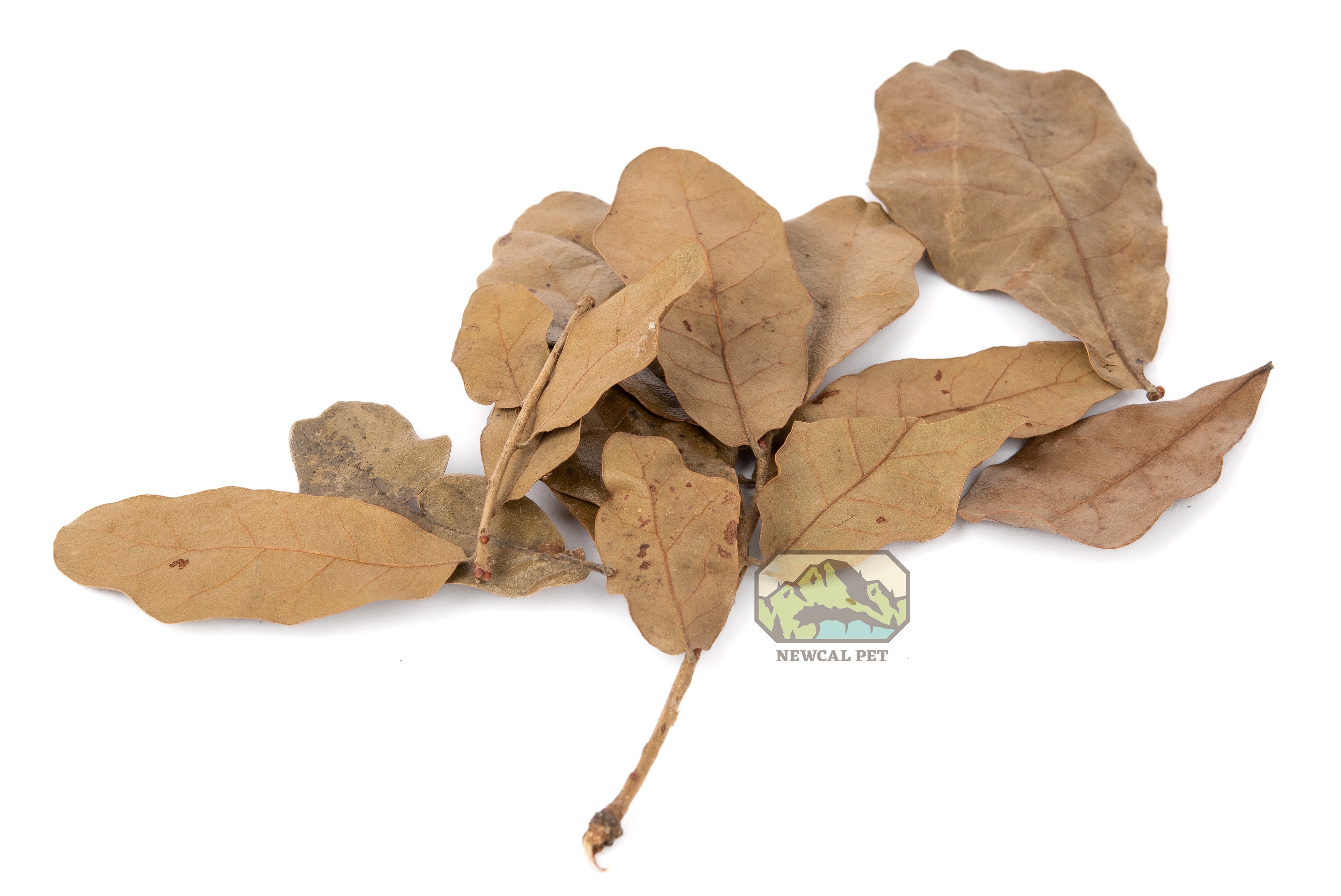 NewCal Water Oak Leaves