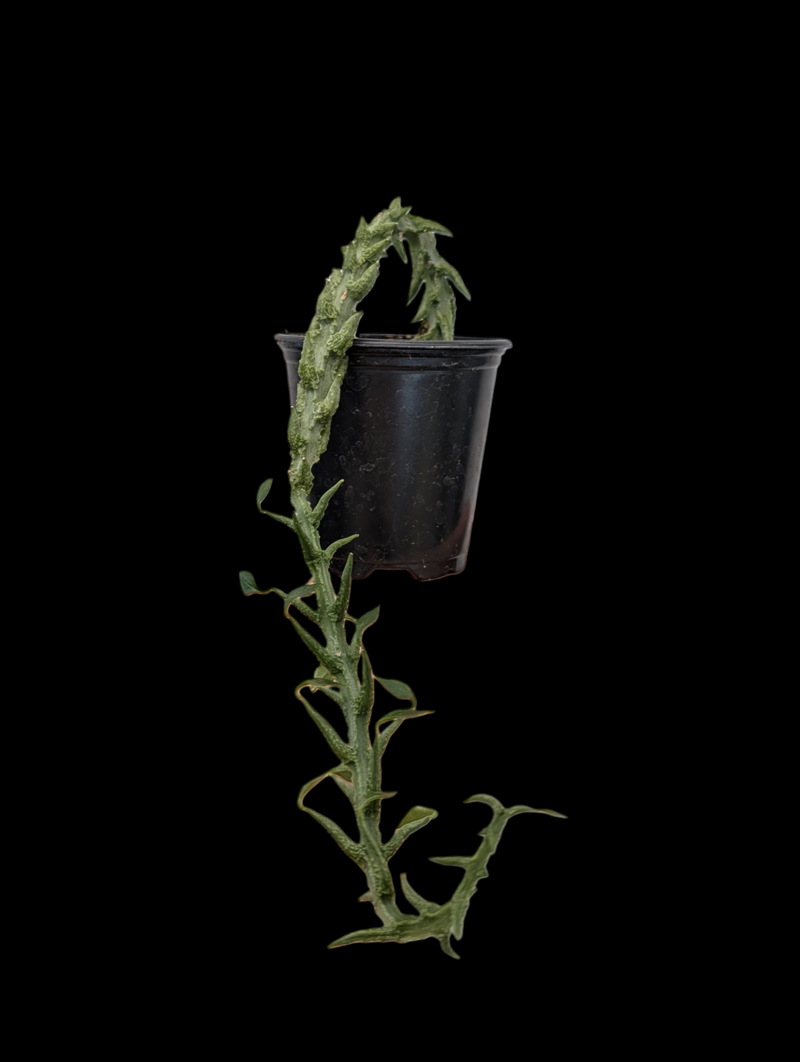 Ceropegia simoneae