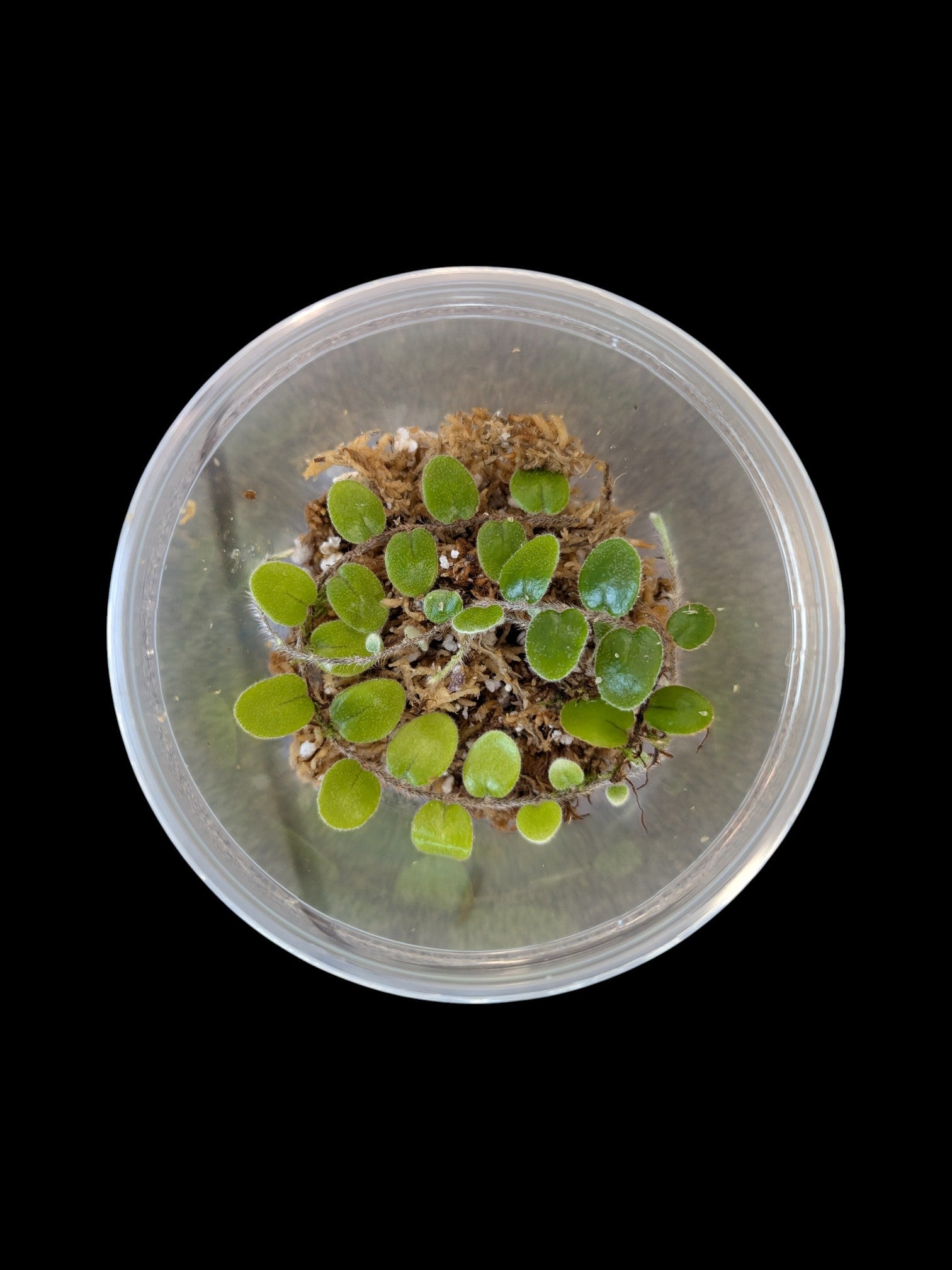 Pyrrosia nummularifolia