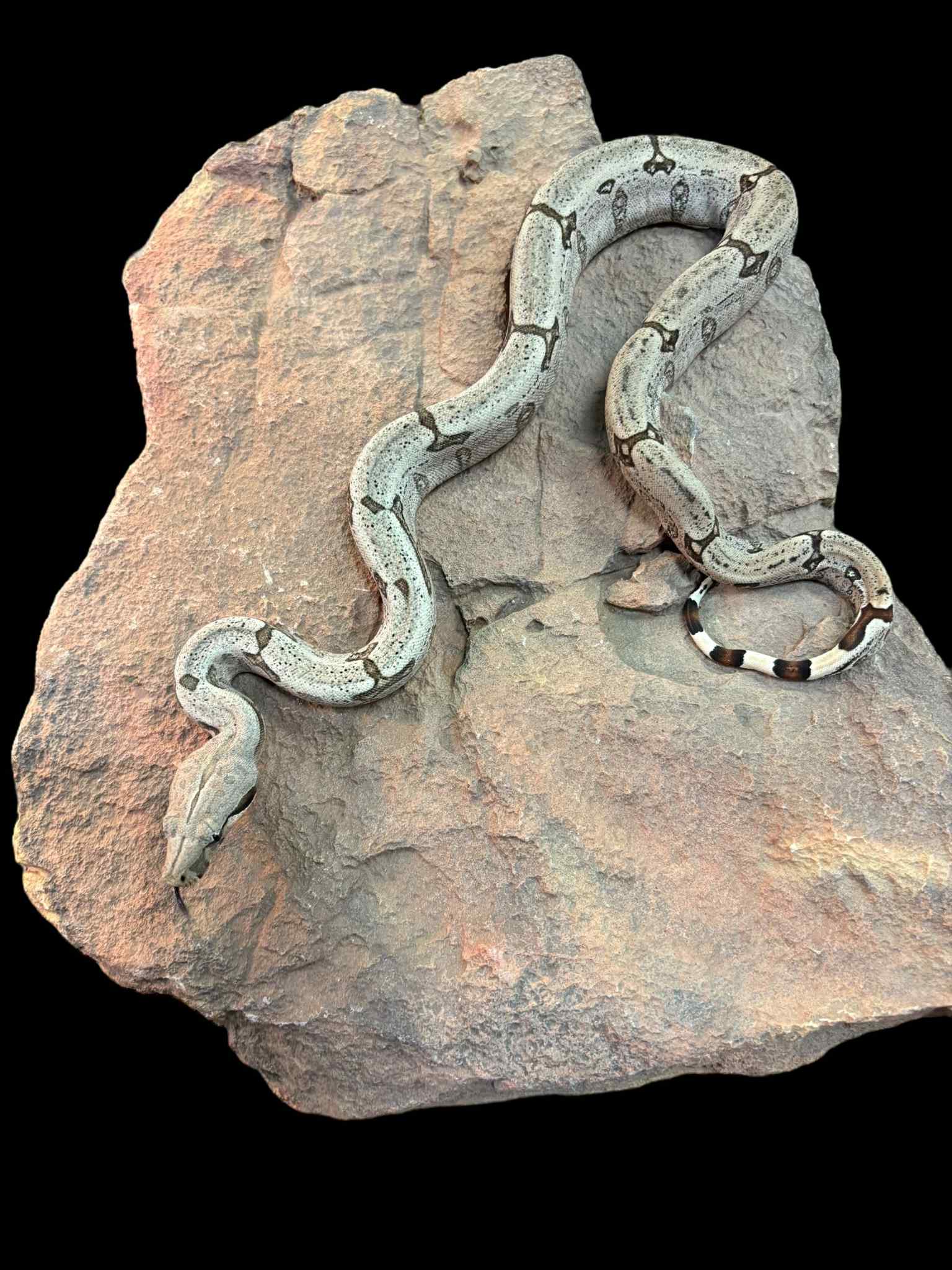Bolivian Boa (Normal)
