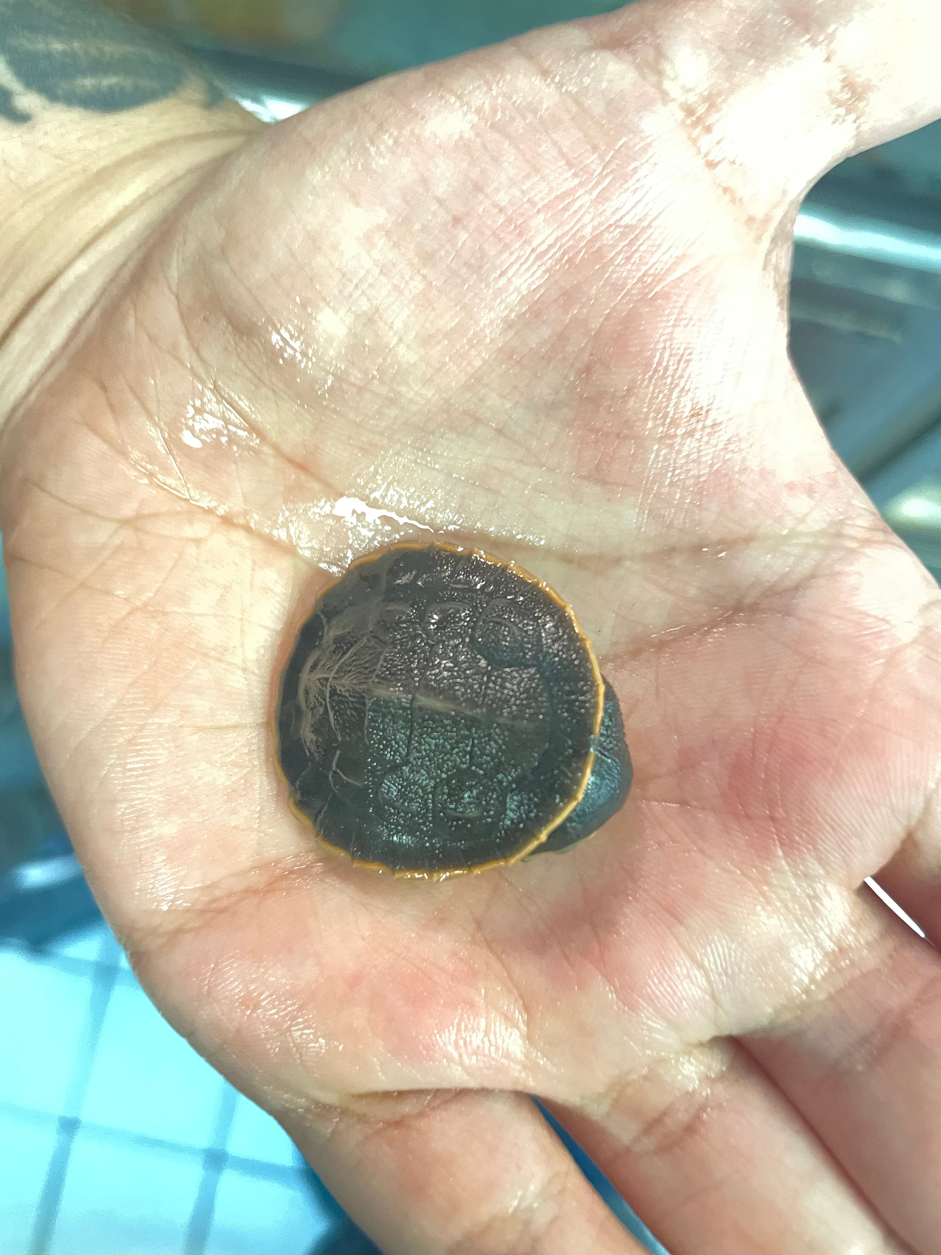 Tortue à ventre rose et à cou latéral