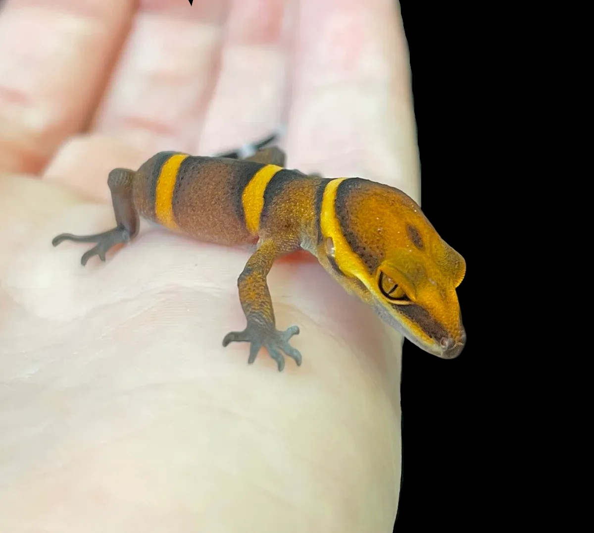 Bawangling Cave Gecko (Goniurosaurus bawanglingensis)