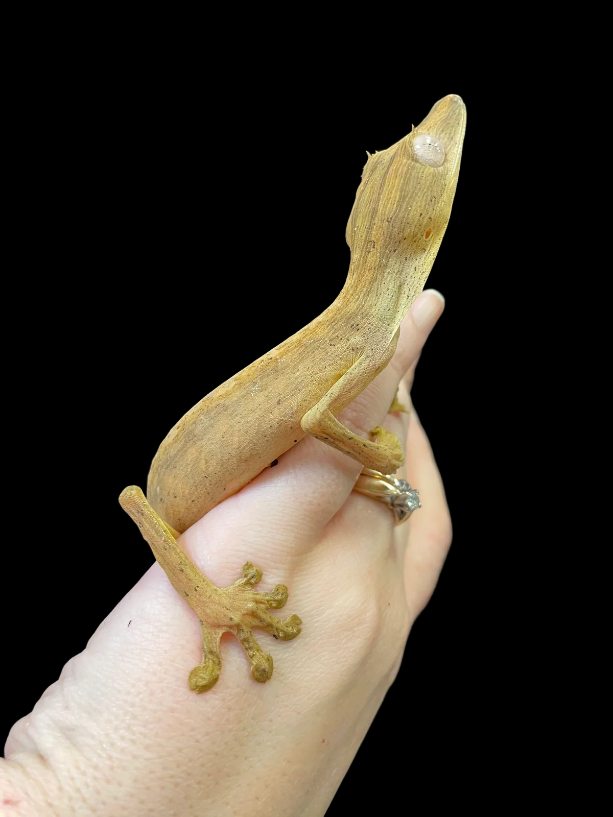 Gecko à queue de feuille lignée (Uroplatus lineatus)