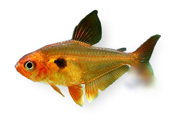 Tétra fantôme rouge