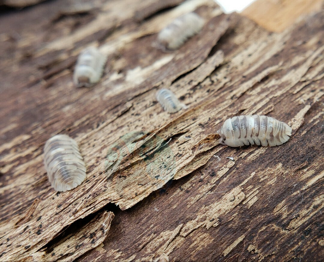 Armadillidium espanyoli "Marbelized" (Spanish Marble Isopod)