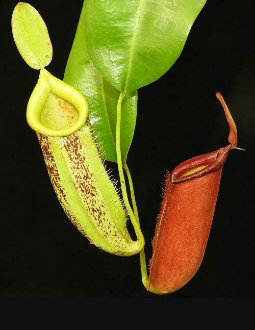 Nepenthes ampullaria ”variegata” ES 斑入り ウツボカズラ ネペンテス属 食虫植物(観葉植物)｜売買されたオークション情報、yahooの商品情報をアーカイブ公開  - オークファン 花、園芸