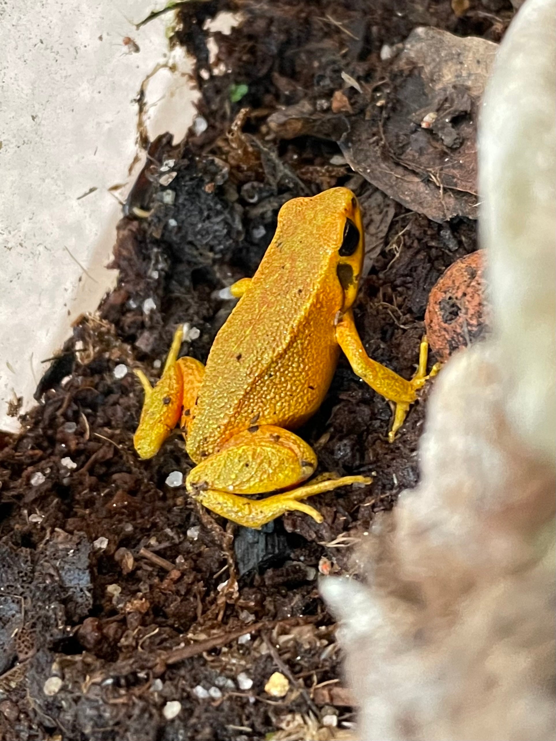 Mantelle à oreilles noires