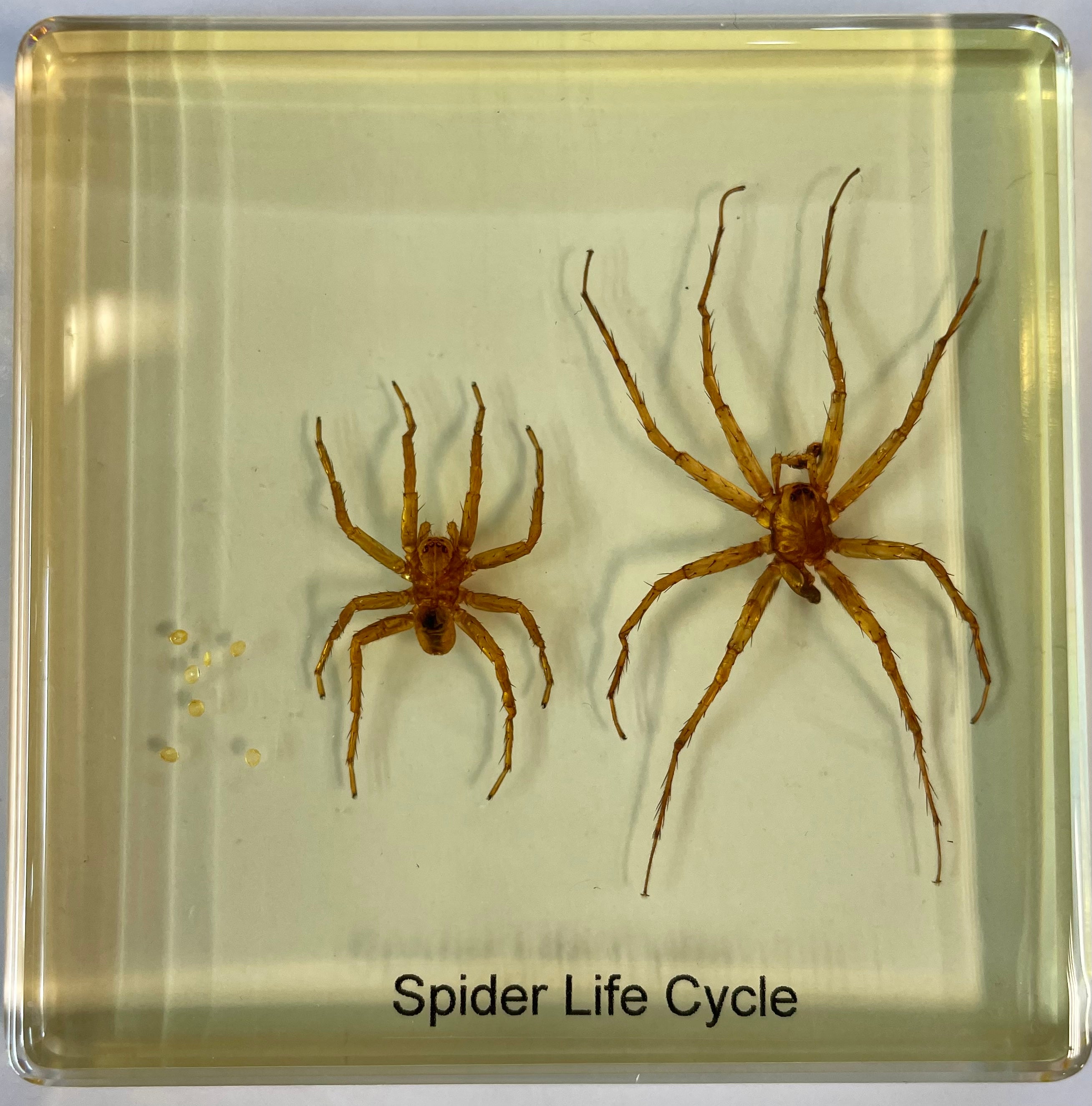 Spider Life Cycle Resin Specimen Set