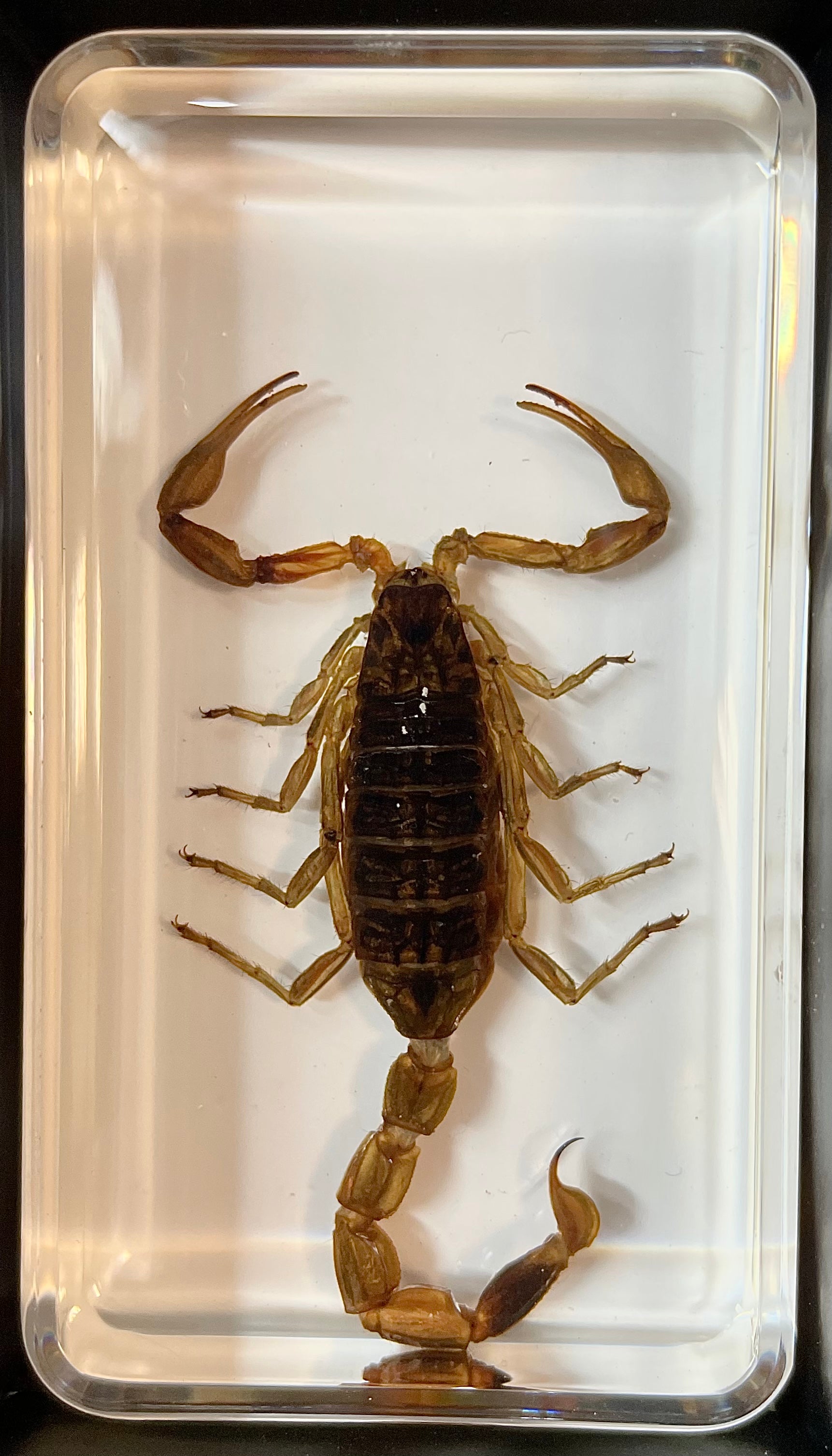 Golden Scorpion - Specimen In Resin