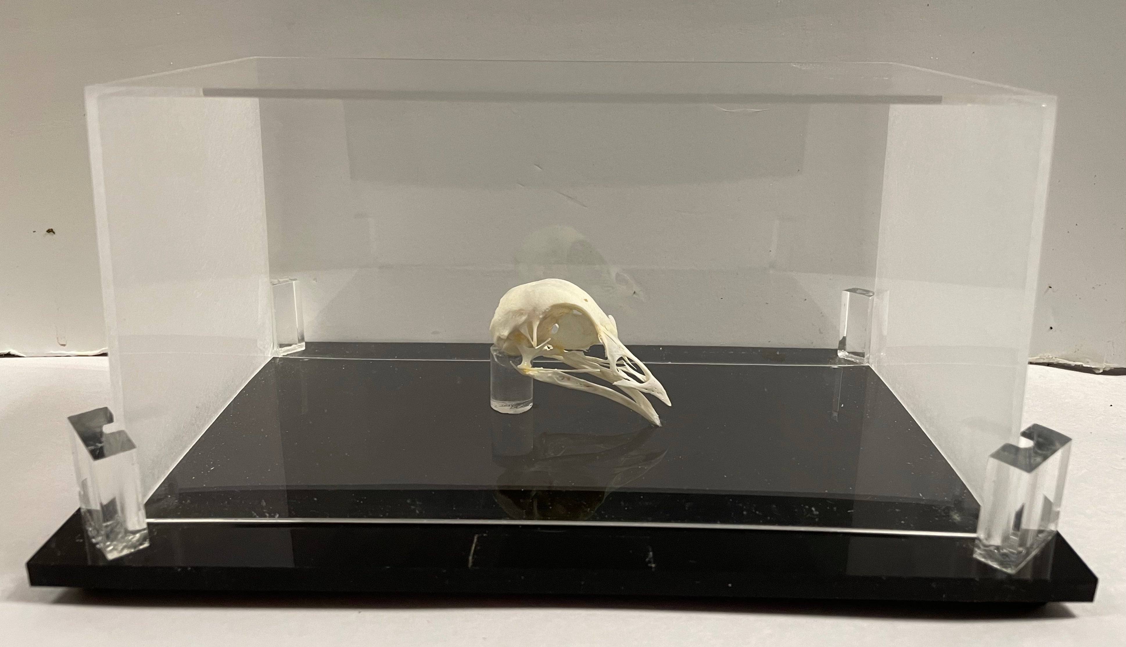 Partridge Skull