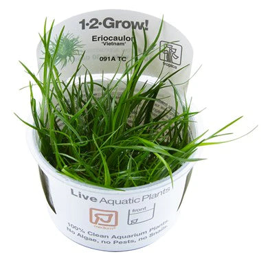 Tropica Eriocaulon 'Vietnam' 1-2-Grow