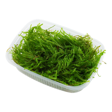 Vesicularia ferriei, mousse pleureuse (portion en pot)