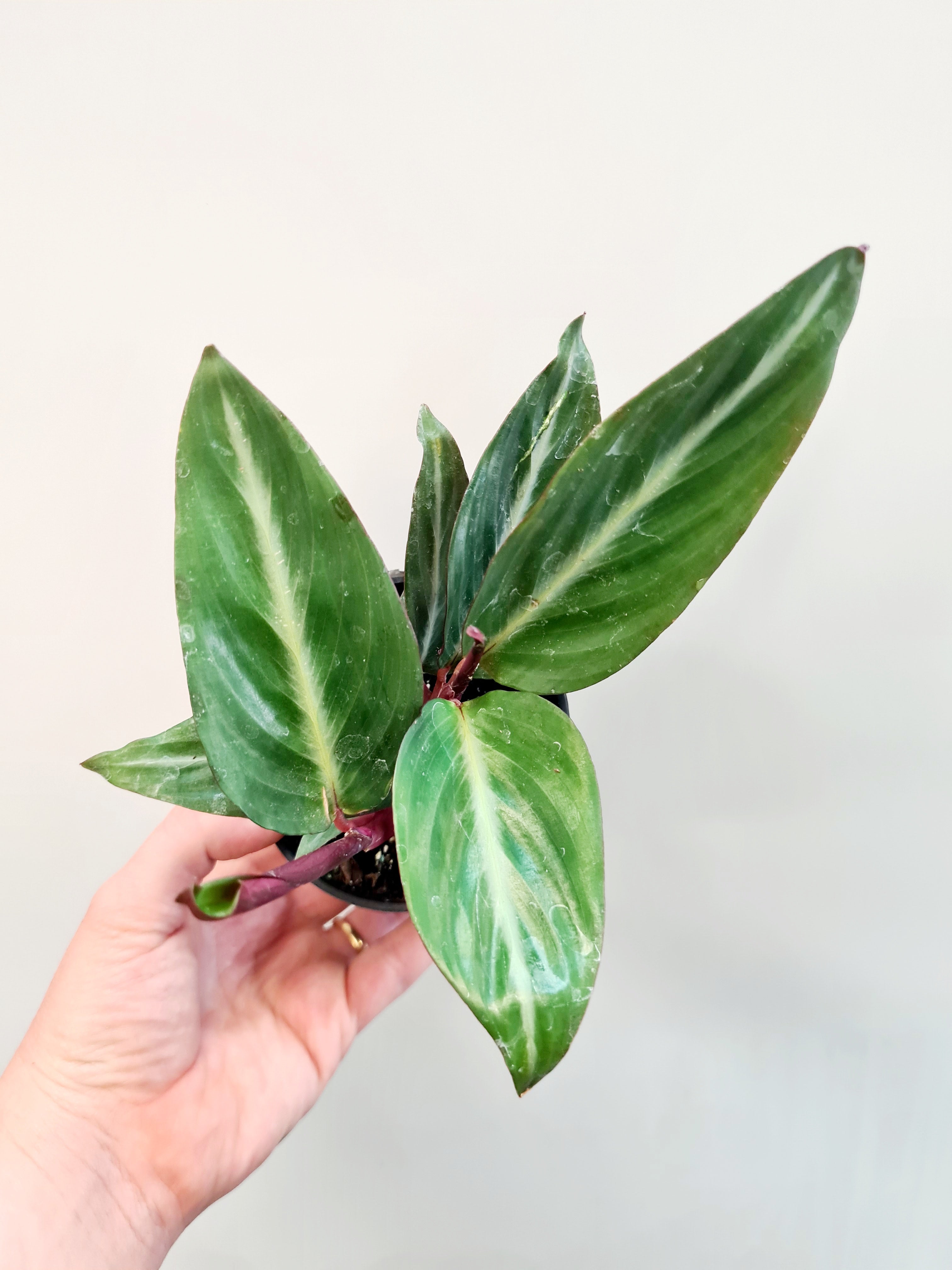 Stromanthe sanguinea