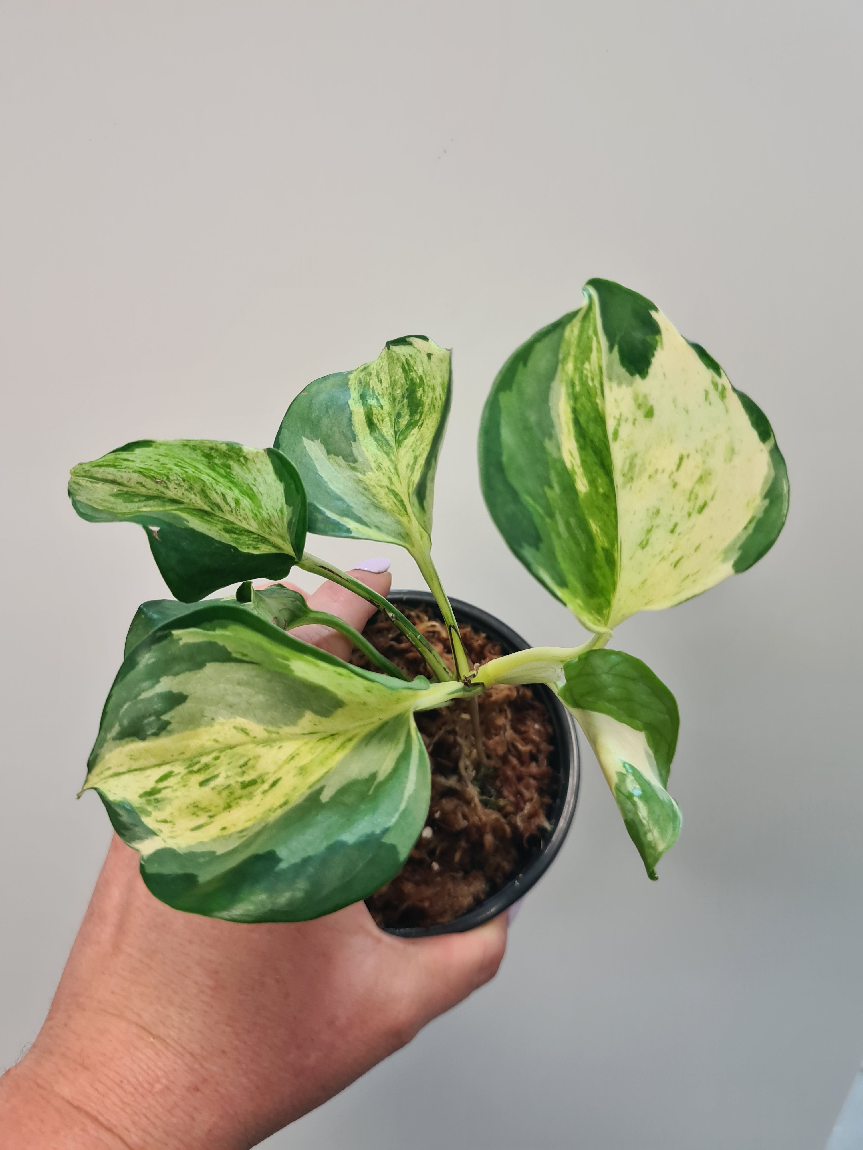 Manjula pothos