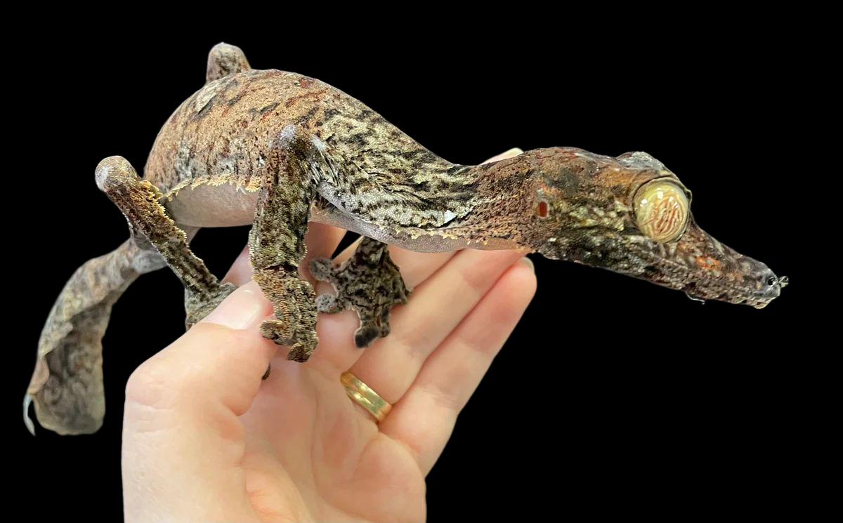 Common Leaf Tail Gecko