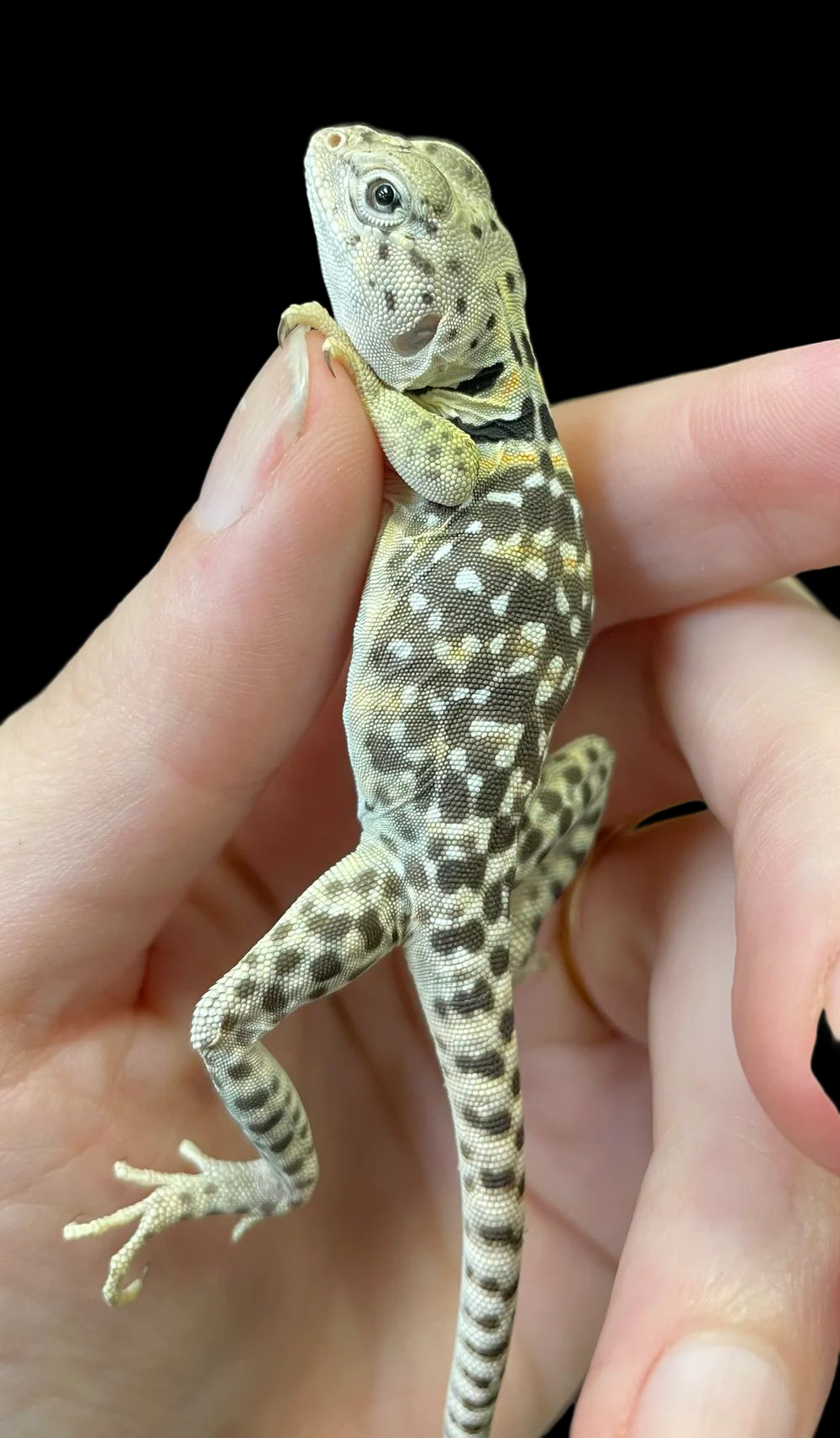 Eastern Collared Lizard