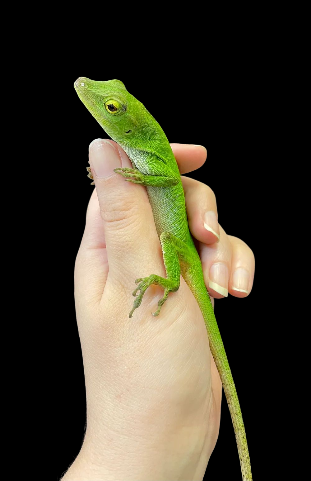 Green Neotropical Anole (Anolis biporcatus)