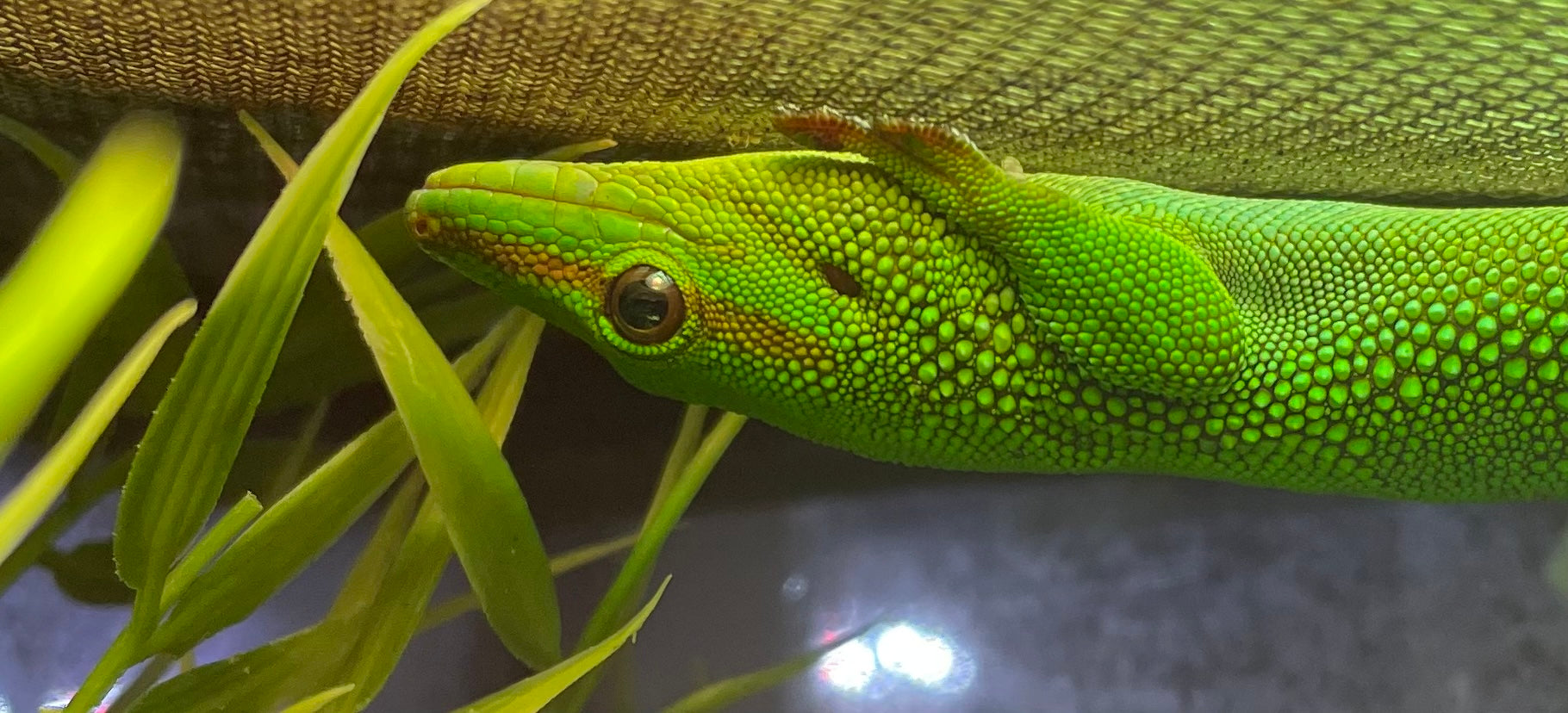 Madagascar Day Gecko