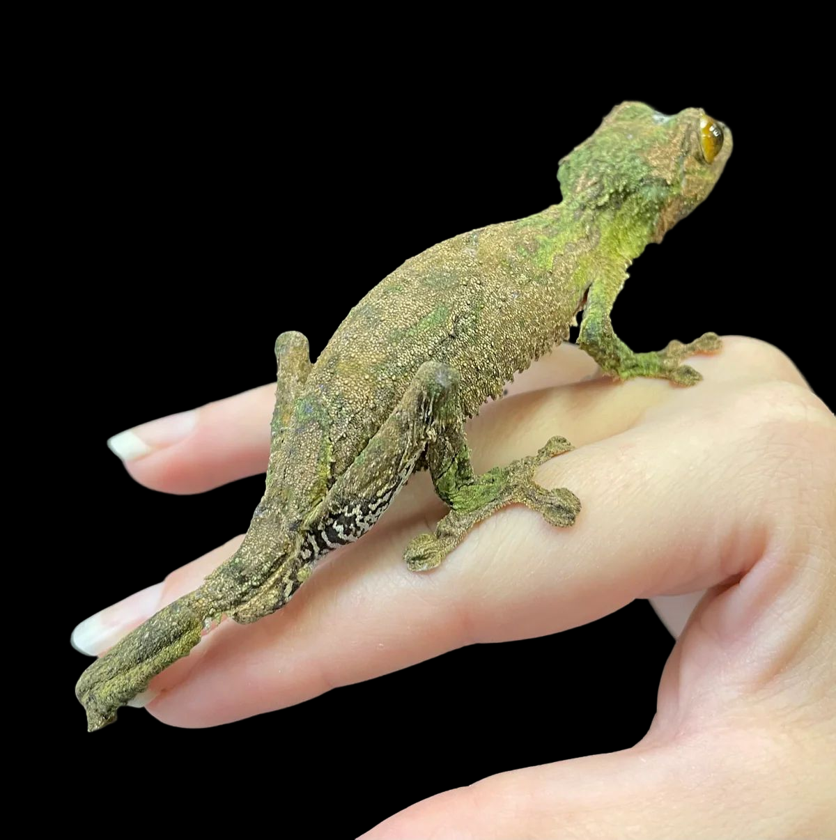Gecko à queue de feuille du Sud (Uroplatus sameiti)