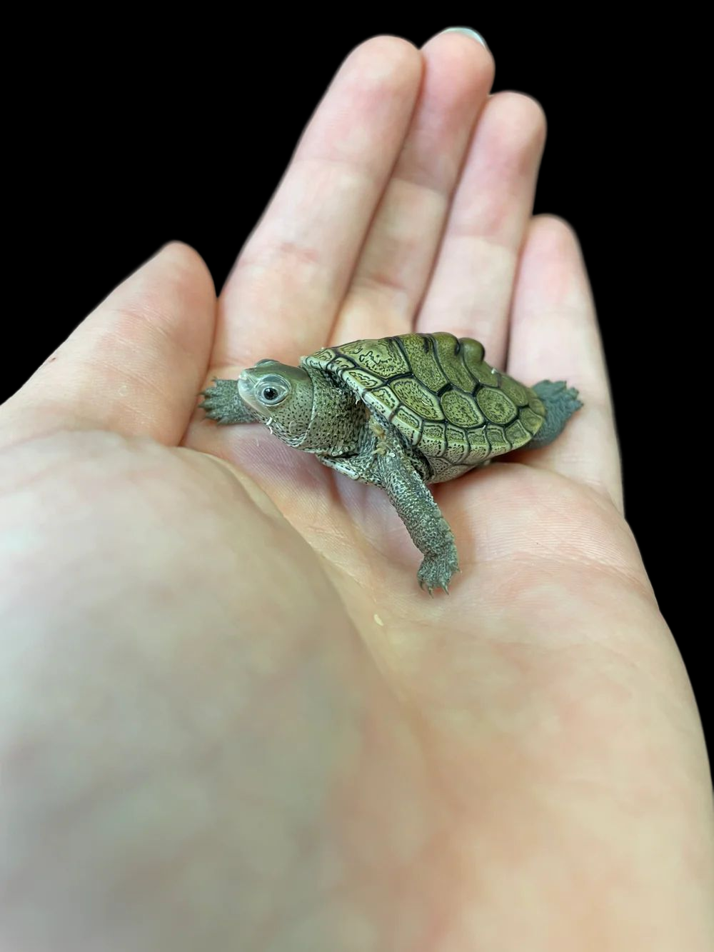 Tortue Terrapin Ornate x Diamondback