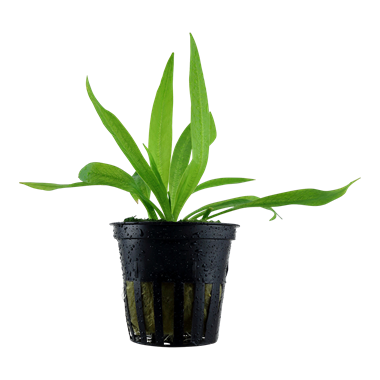 Tropica Helanthium 'Quadricostatus' - Potted