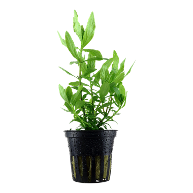 Tropica Hygrophila polysperma - Potted