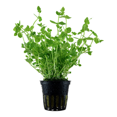 Tropica Lindernia rotundifolia - Potted