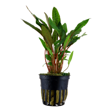 Tropica Cryptocoryne beckettii 'Petchii'