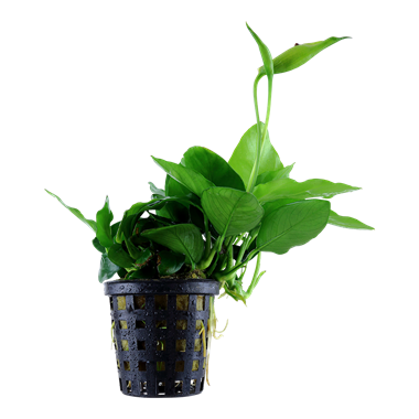 Anubias nana 'Grand'