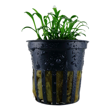 Tropica Cryptocoryne parva